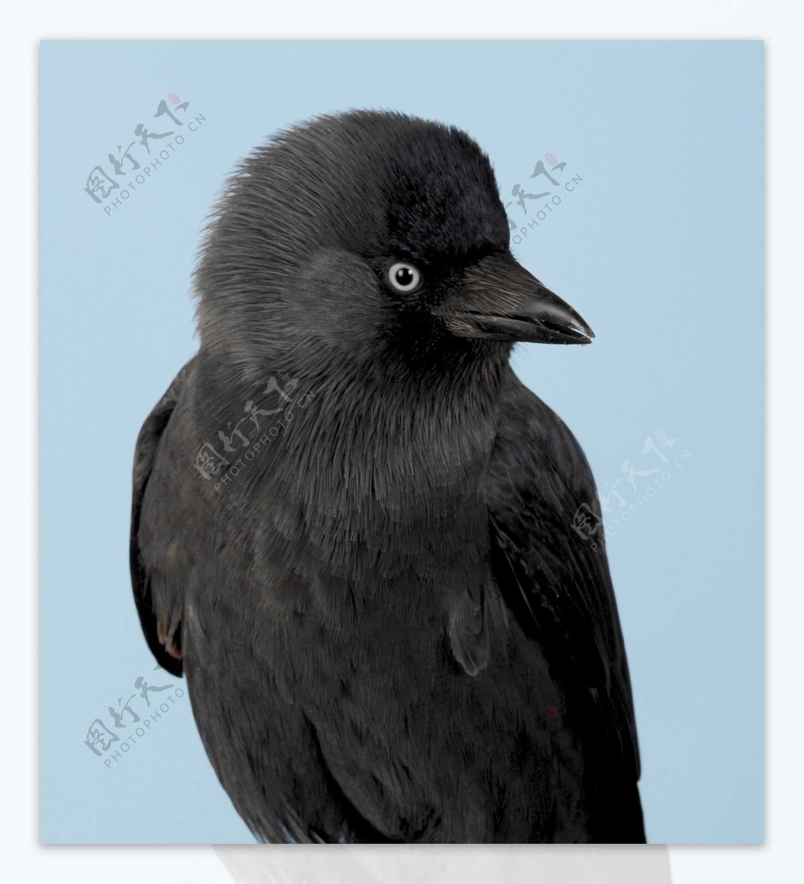 黑色小鸟图片