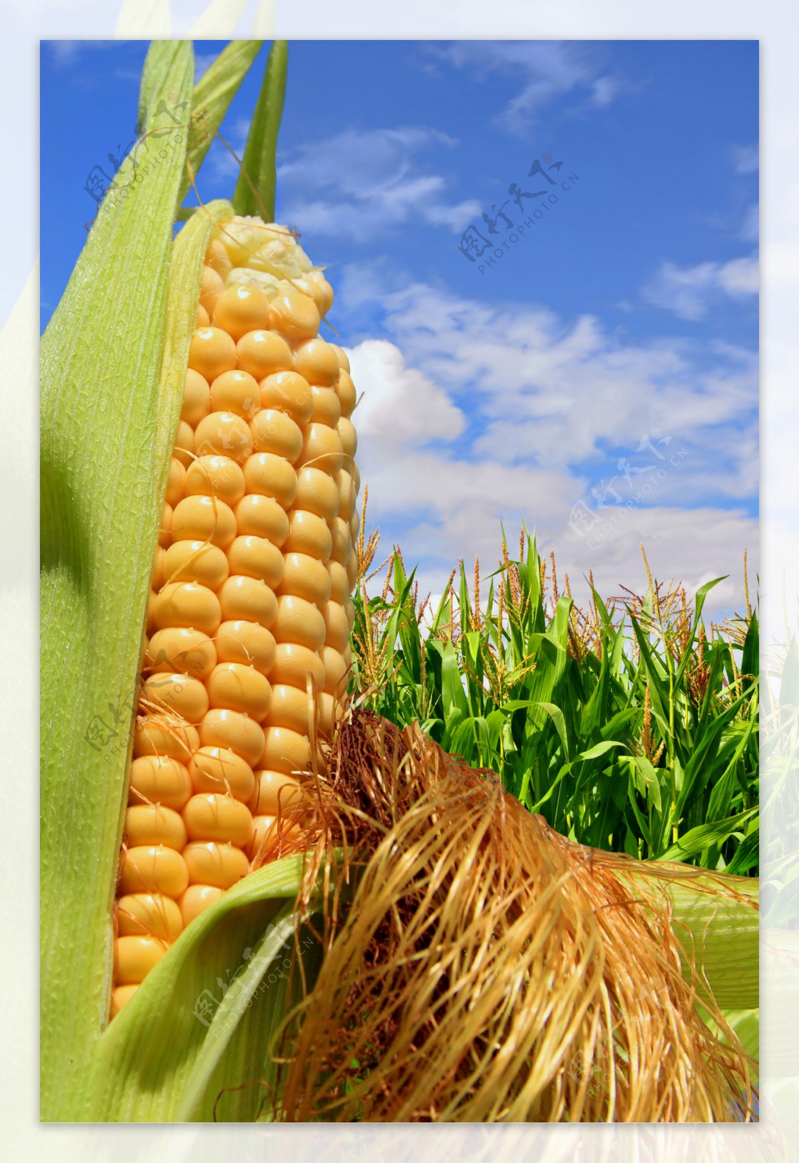 玉米摄影