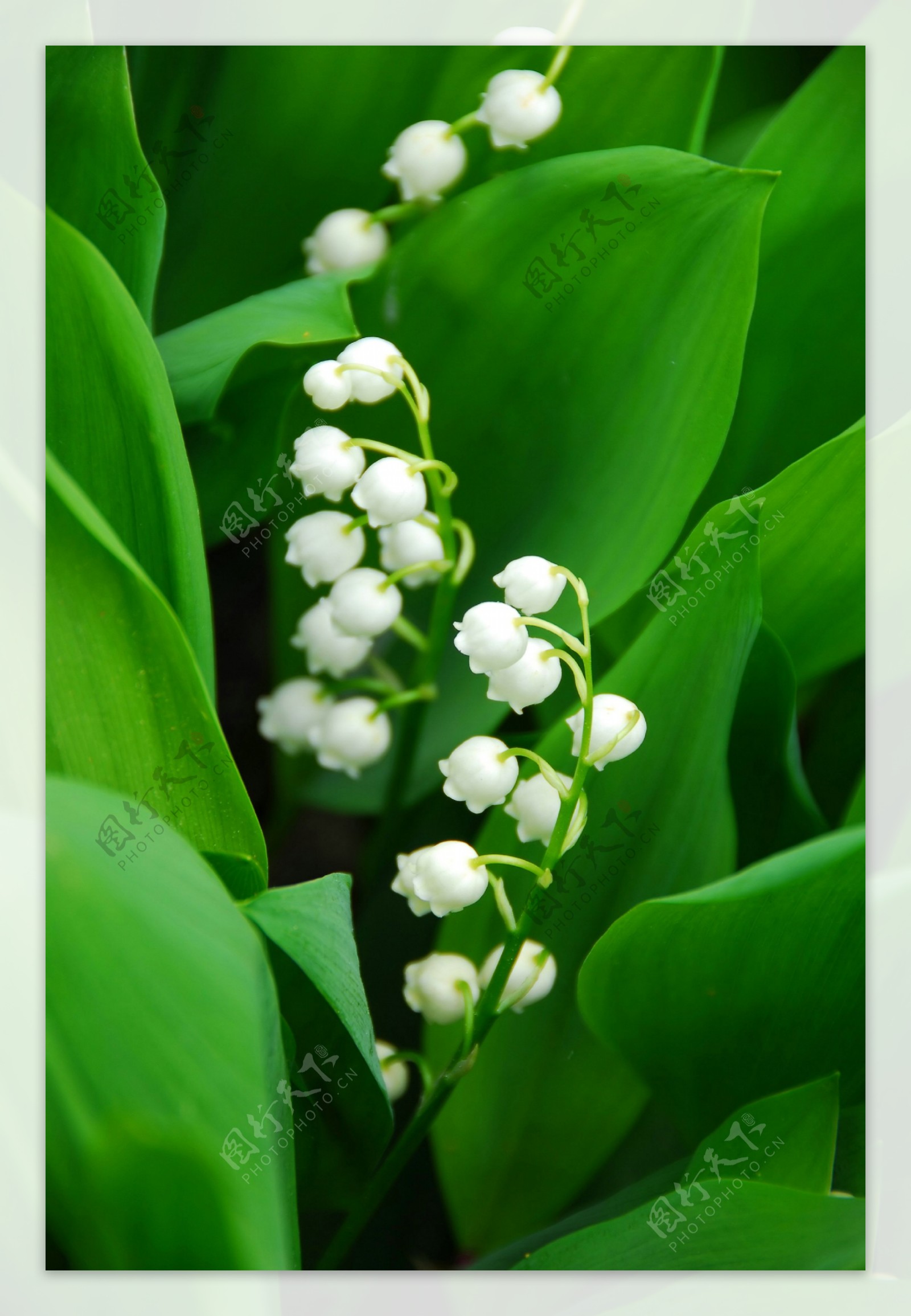 白色小花与绿叶图片