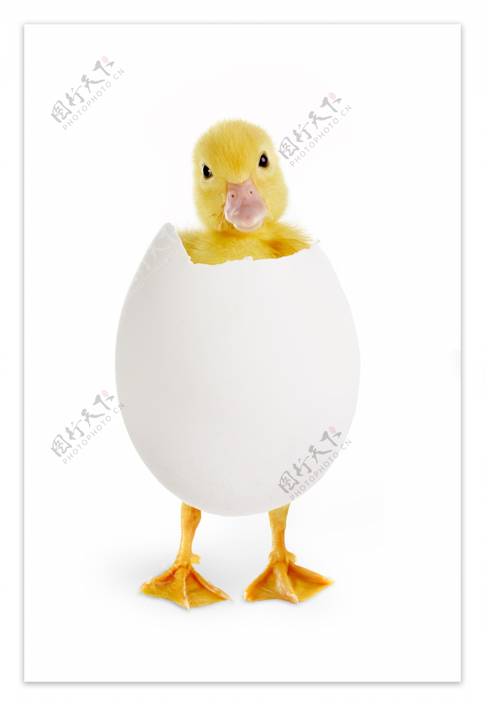蛋壳里的小黄鸭