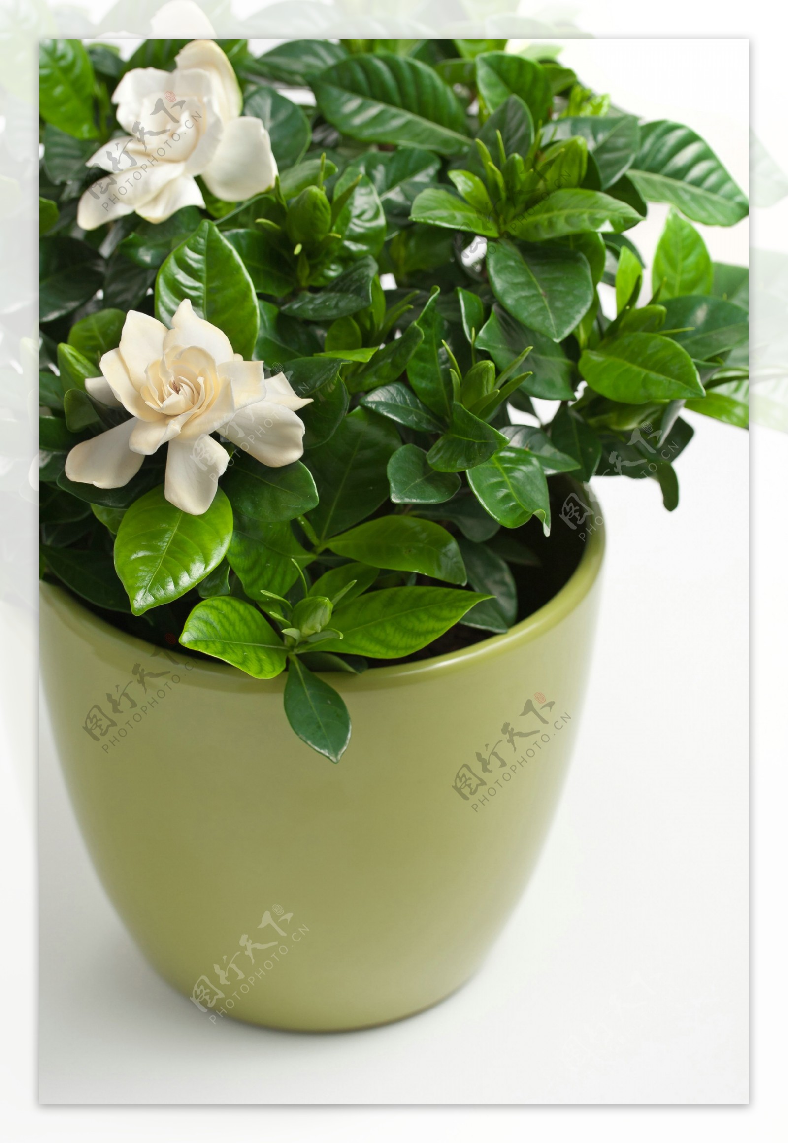 白色栀子花盆栽图片