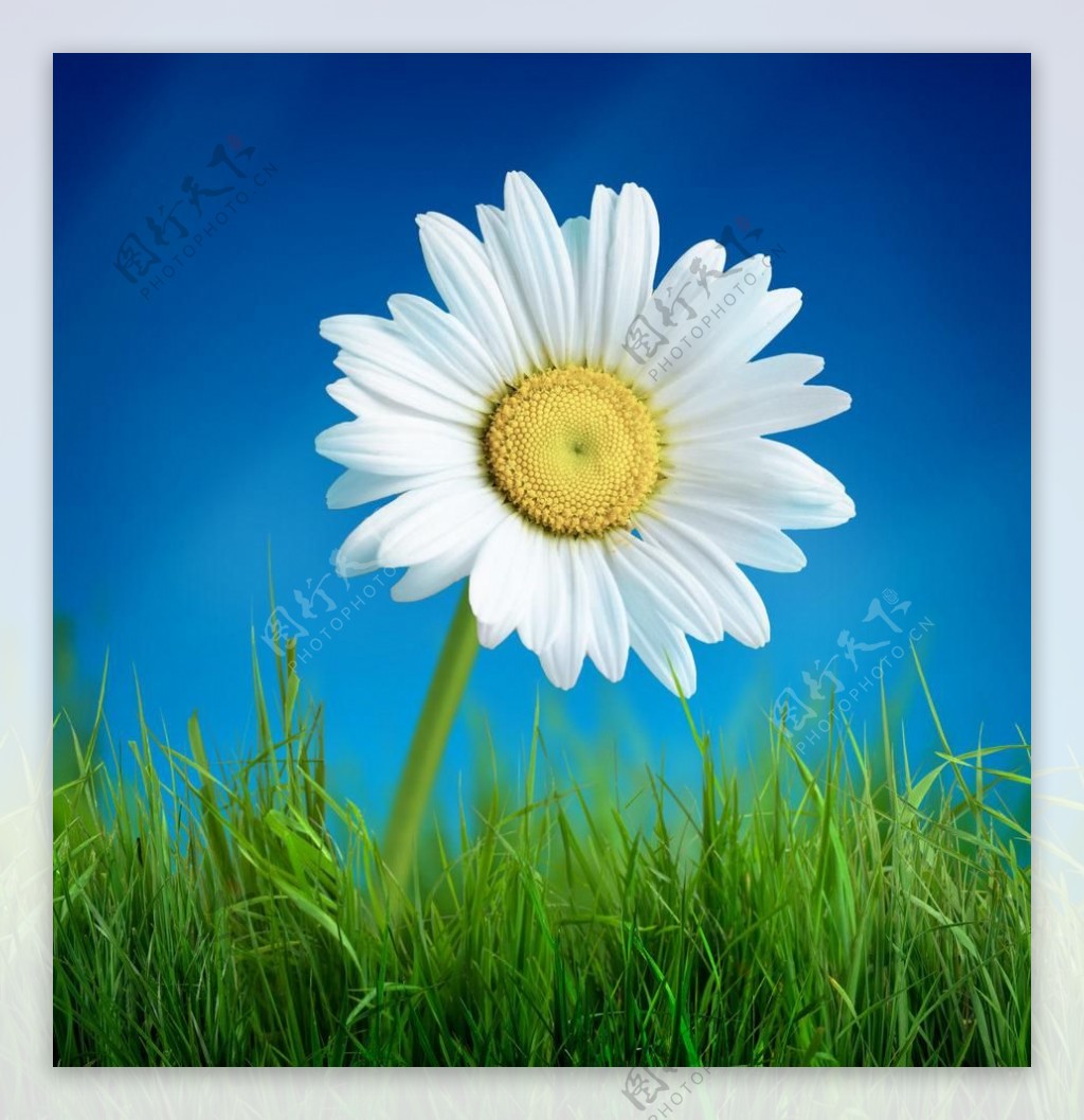 唯美白色菊花图片