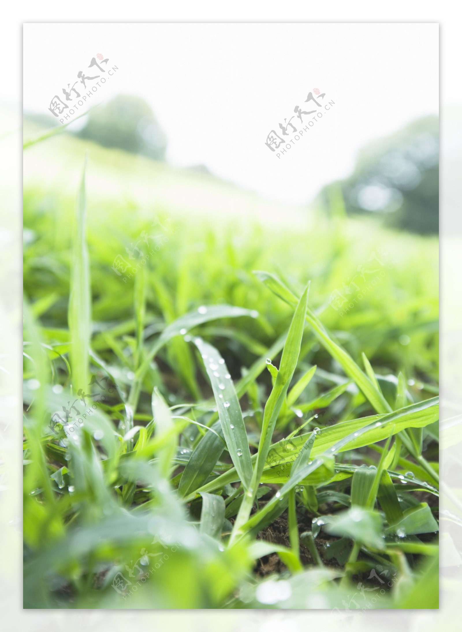 春天，明亮，新鲜，绿草，特写镜头预览 | 10wallpaper.com
