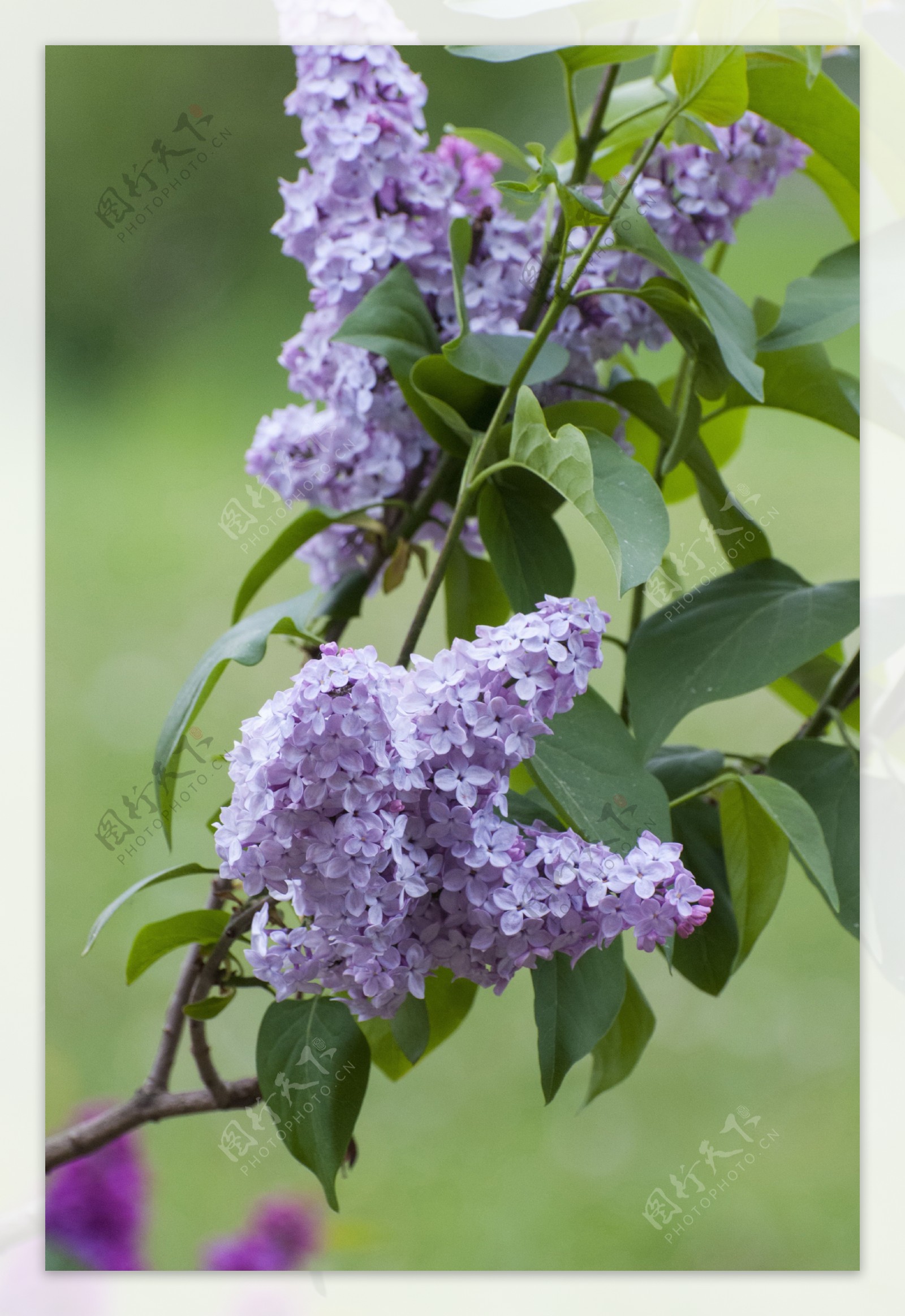 紫色丁香花图片