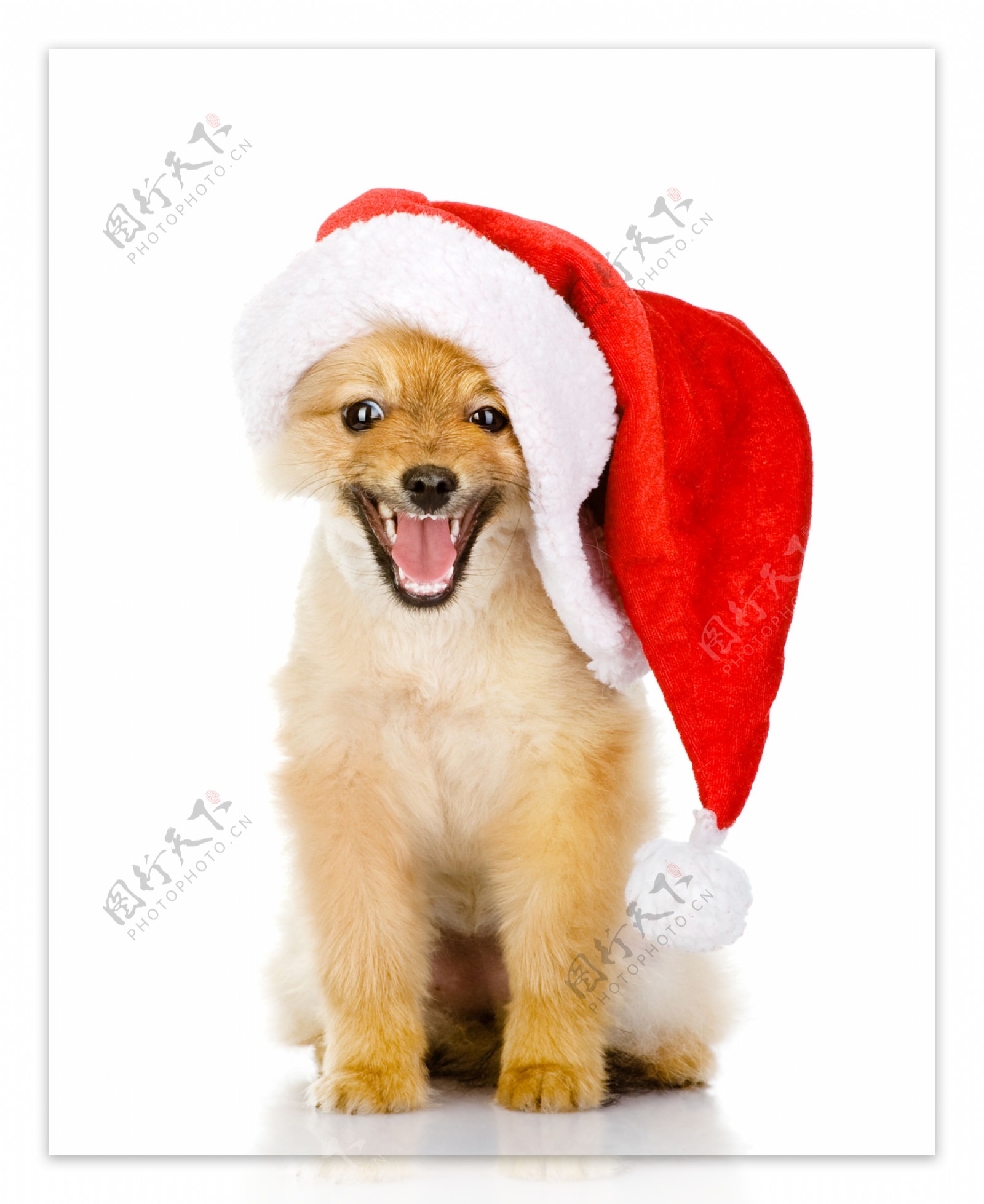 可爱圣诞狗狗图片素材