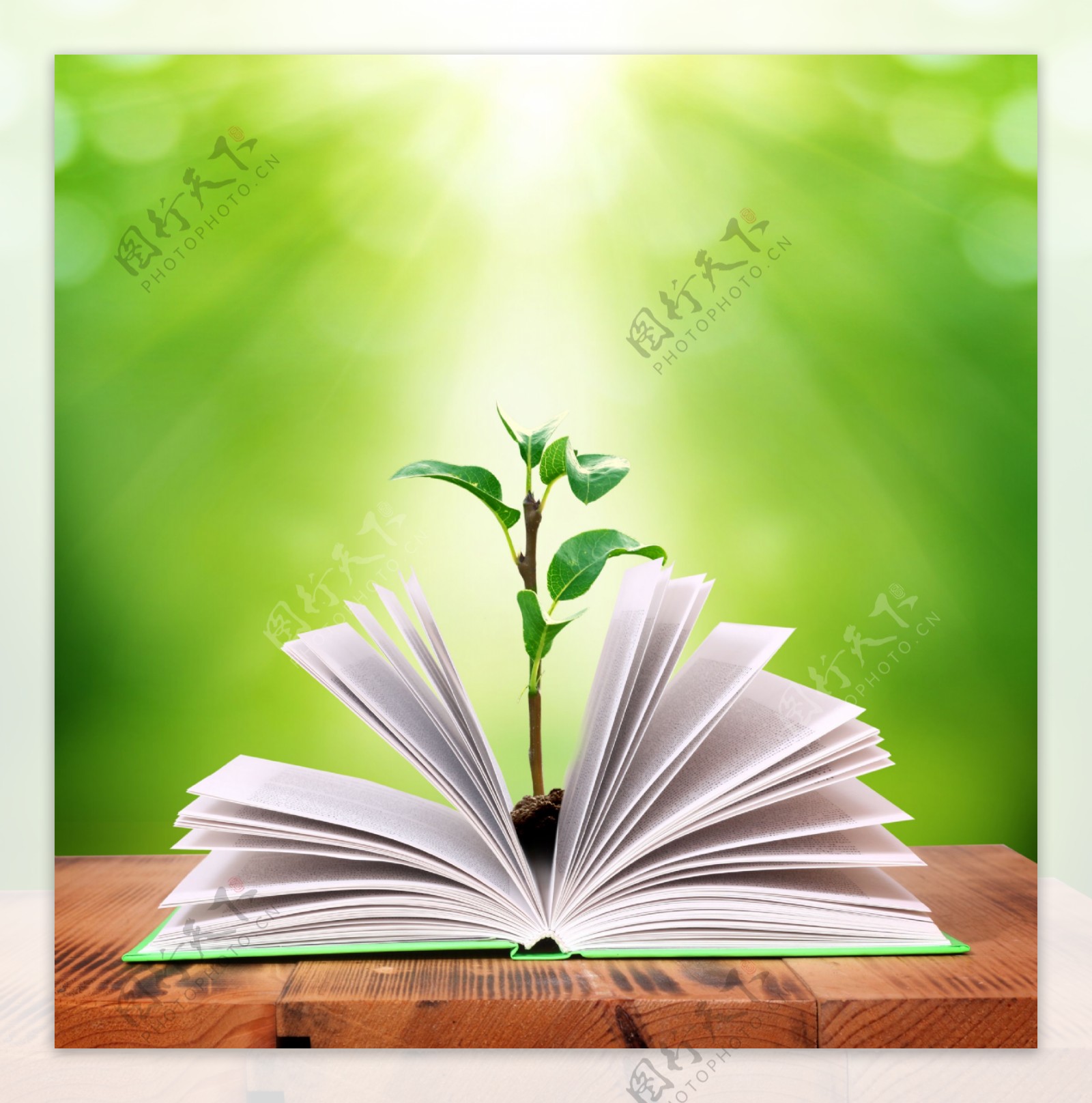 书本中的绿色植物图片