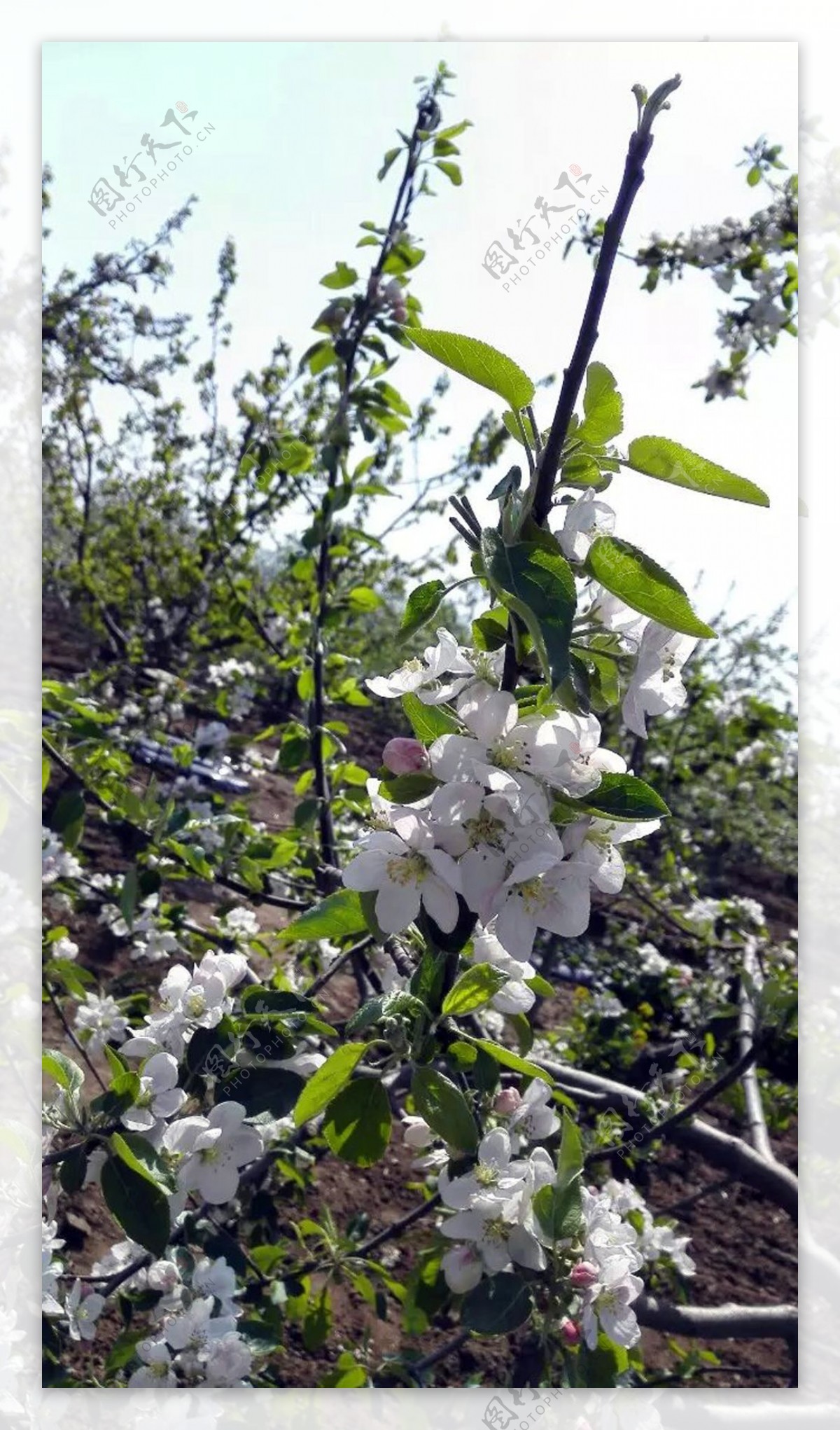 盛开的苹果花图片