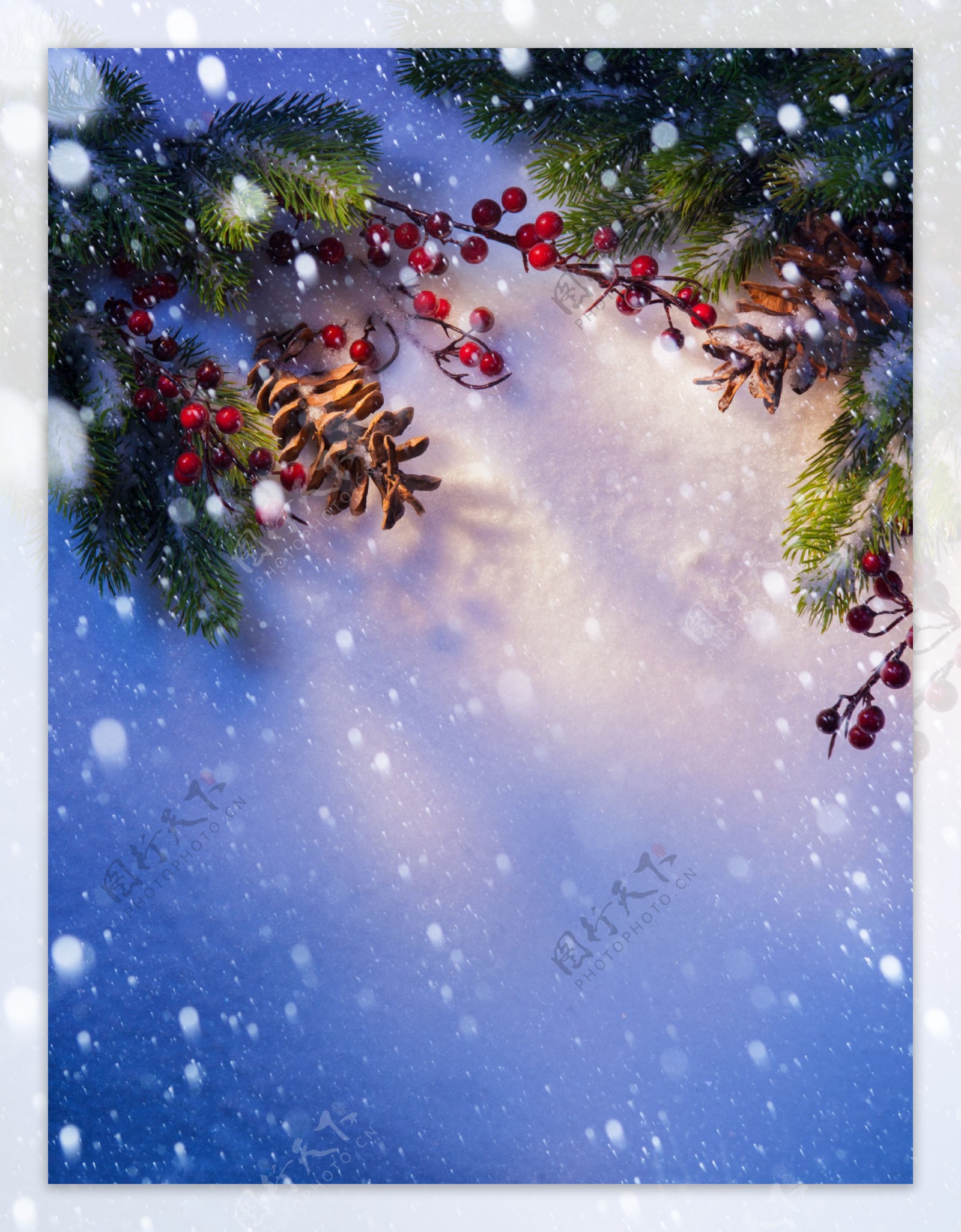 圣诞节雪花冬青背景图片