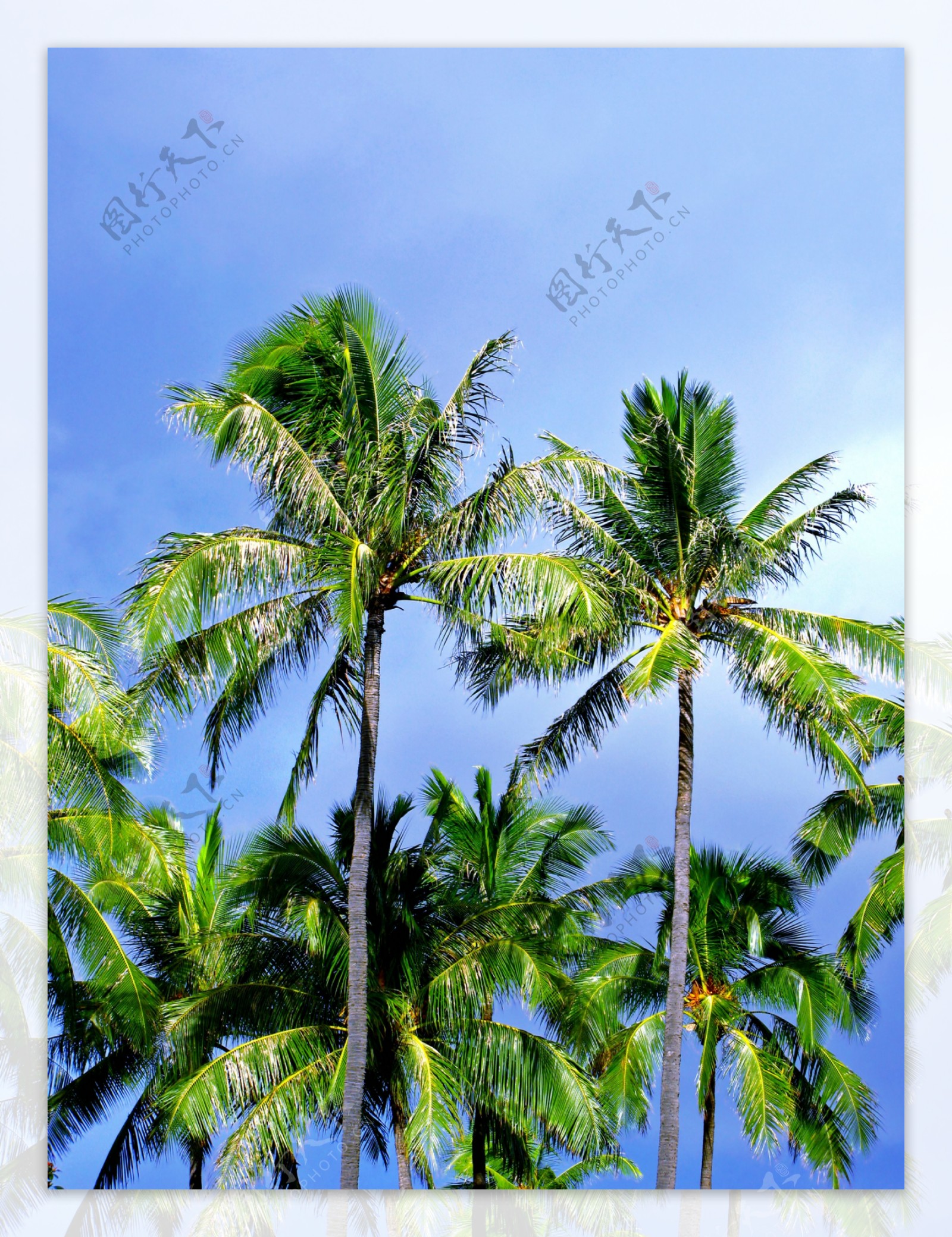 椰树摄影图片素材