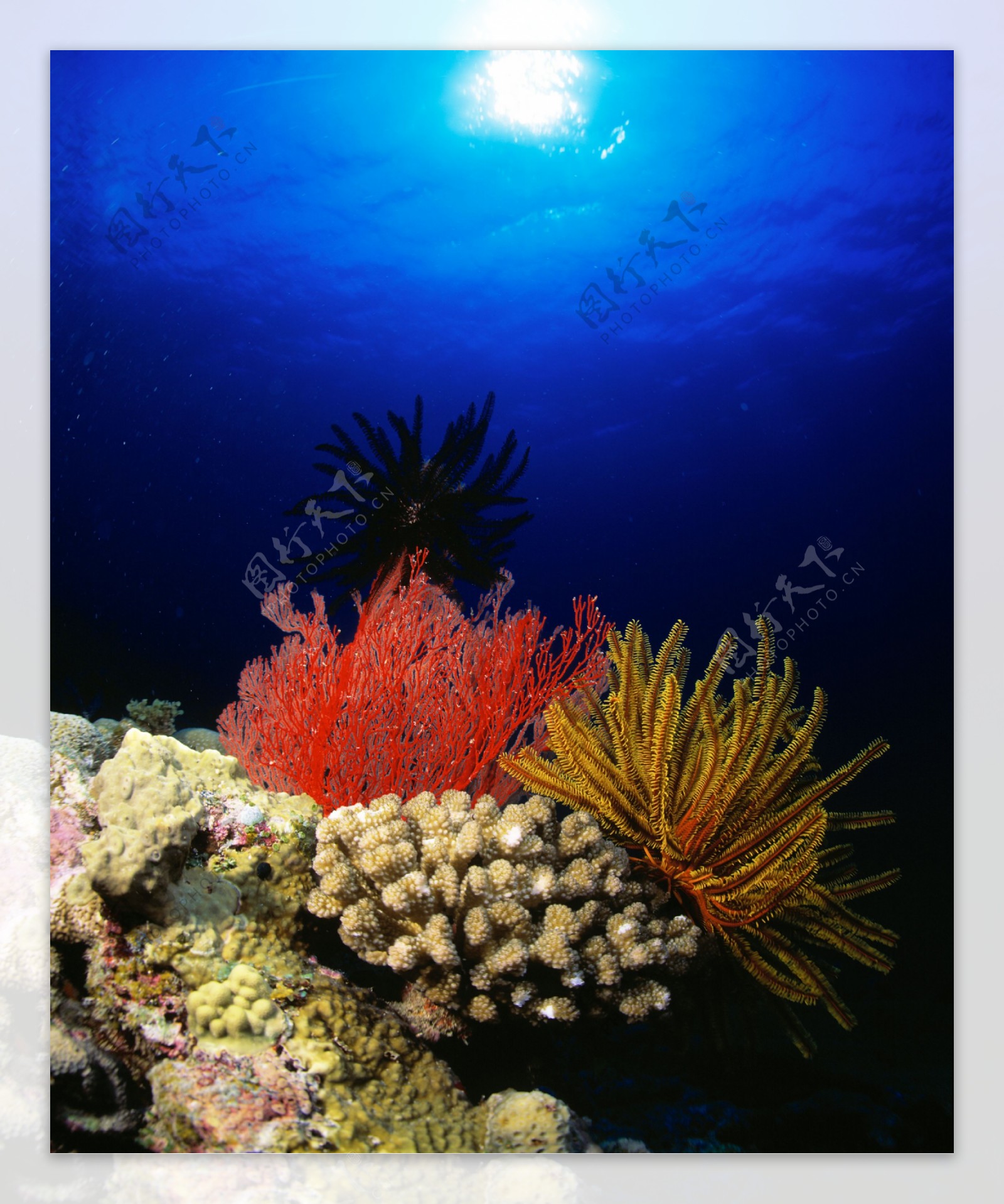 海底美丽珊瑚高清图片