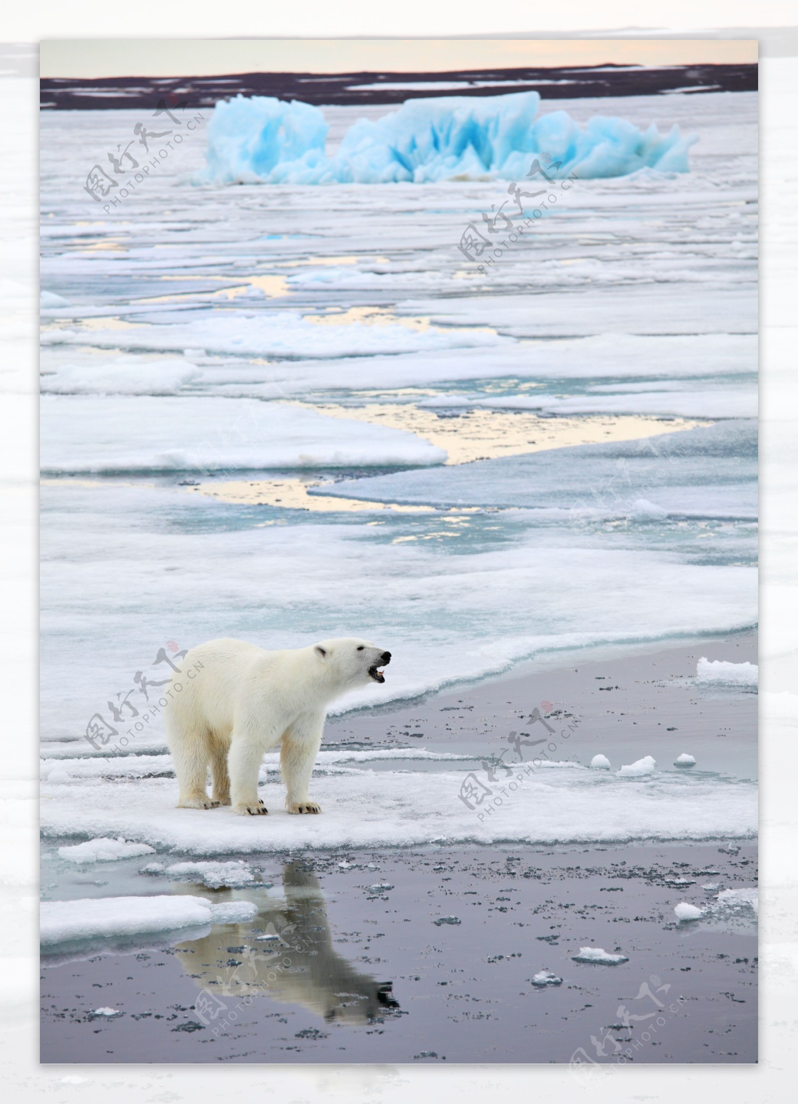 冰河里的北极熊