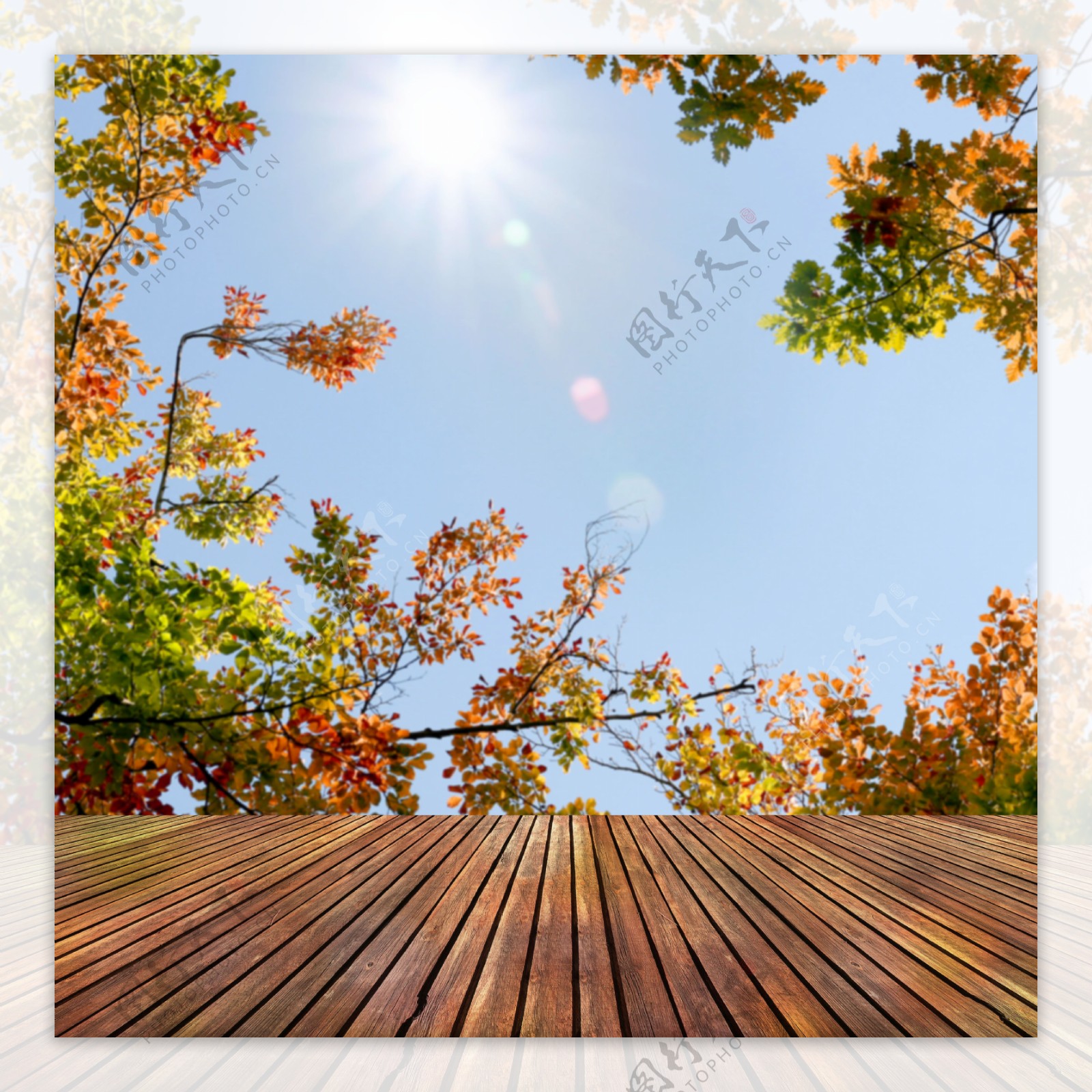 木板枫树阳光背景图片