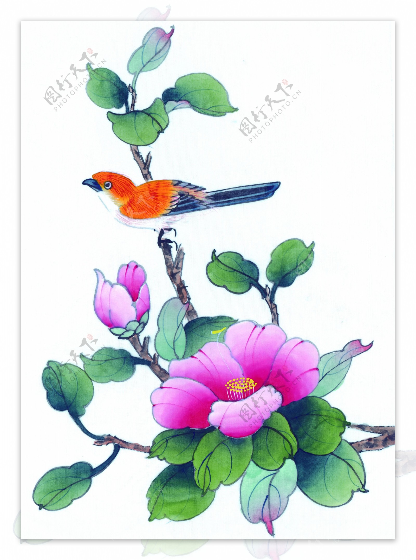 喜鹊花卉绘画图片
