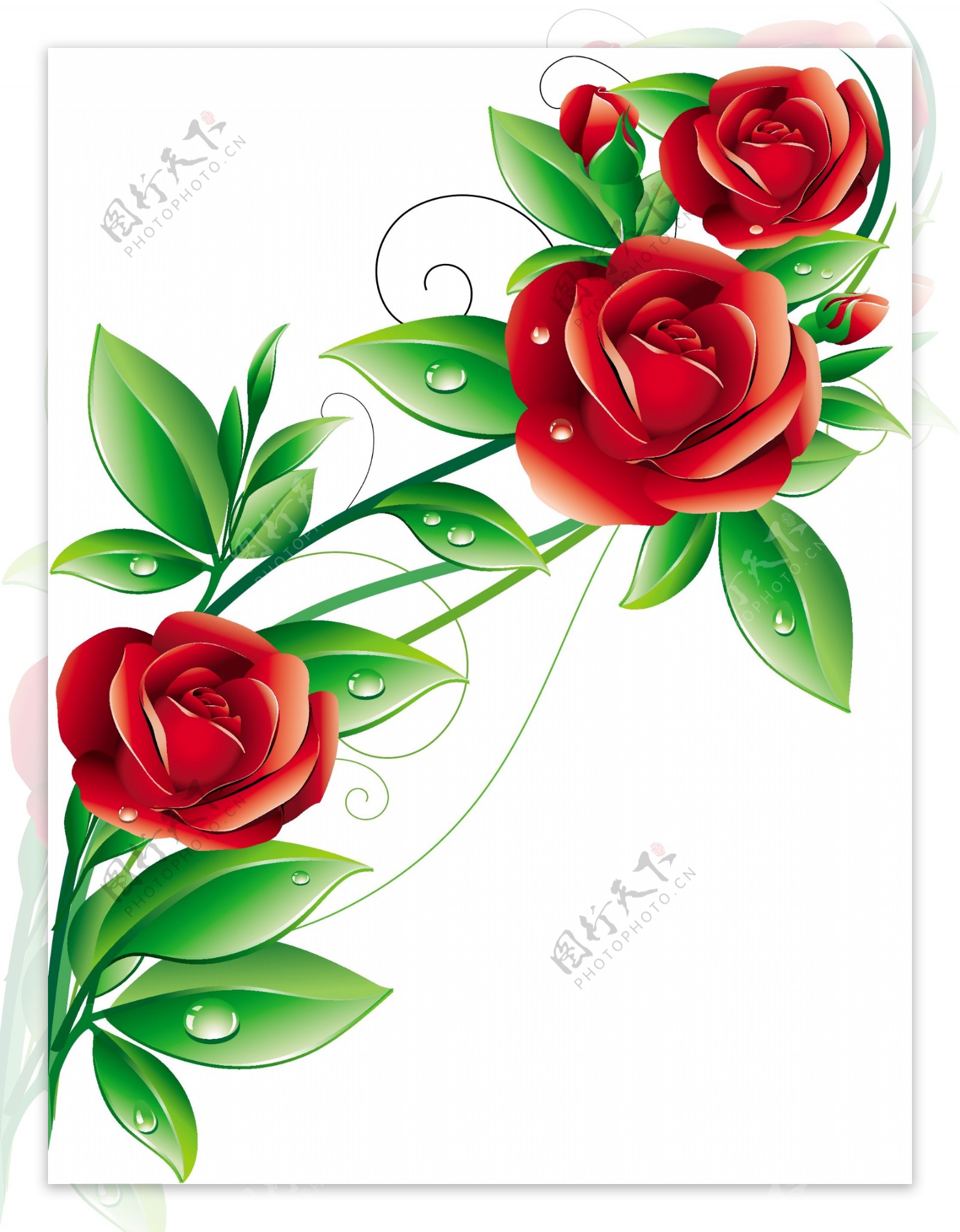 红玫瑰花矢量图片