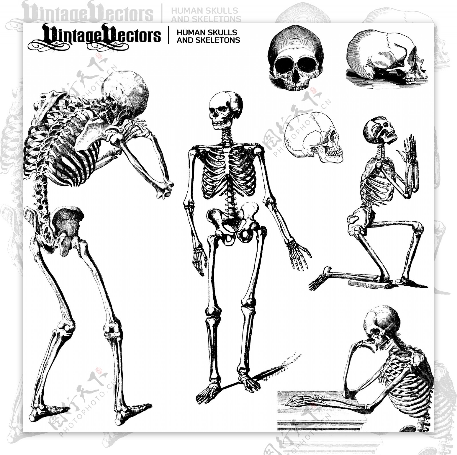 人类的头骨和骨骼