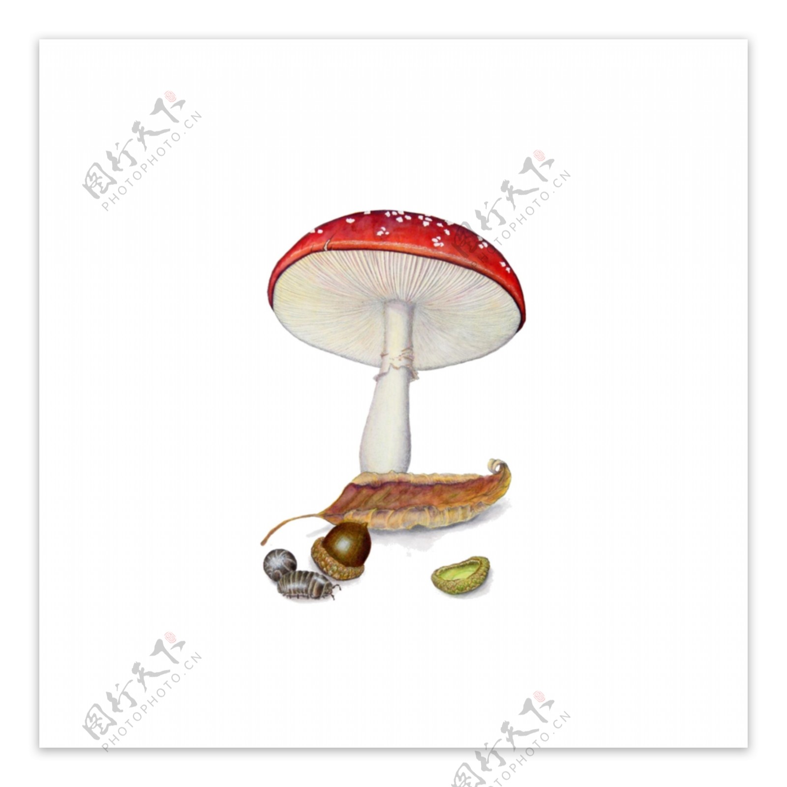 卡通小蘑菇虫子