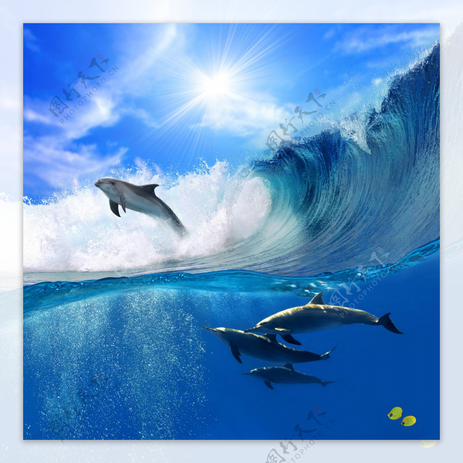大海里跳跃的海豚图片
