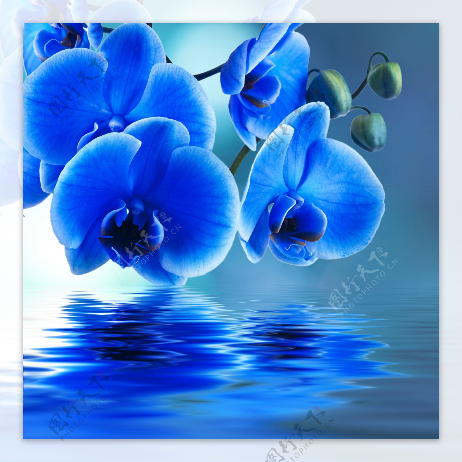 蓝色蝴蝶兰图片