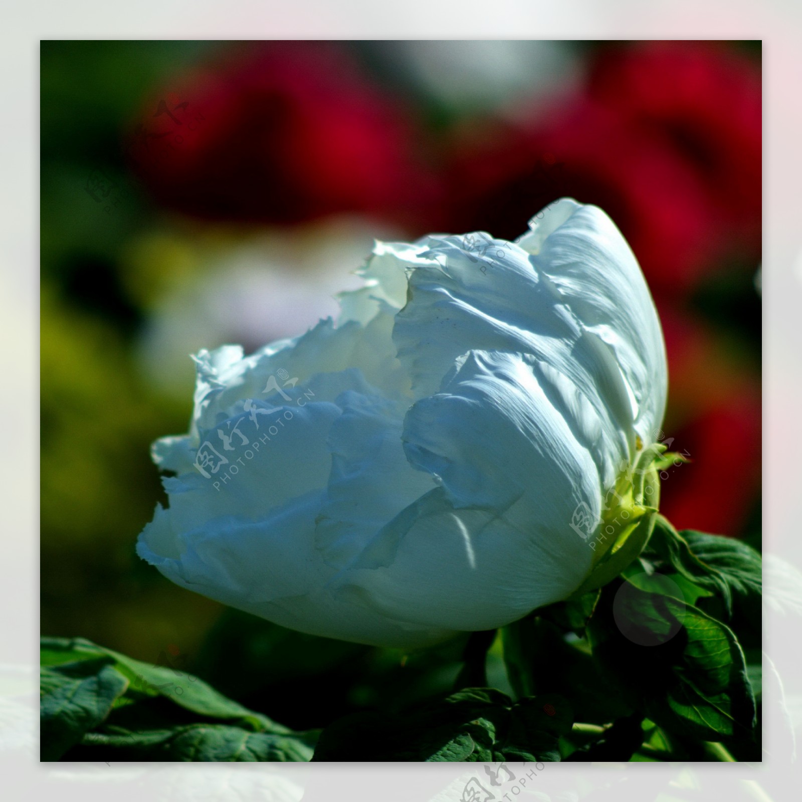 白色牡丹花图片