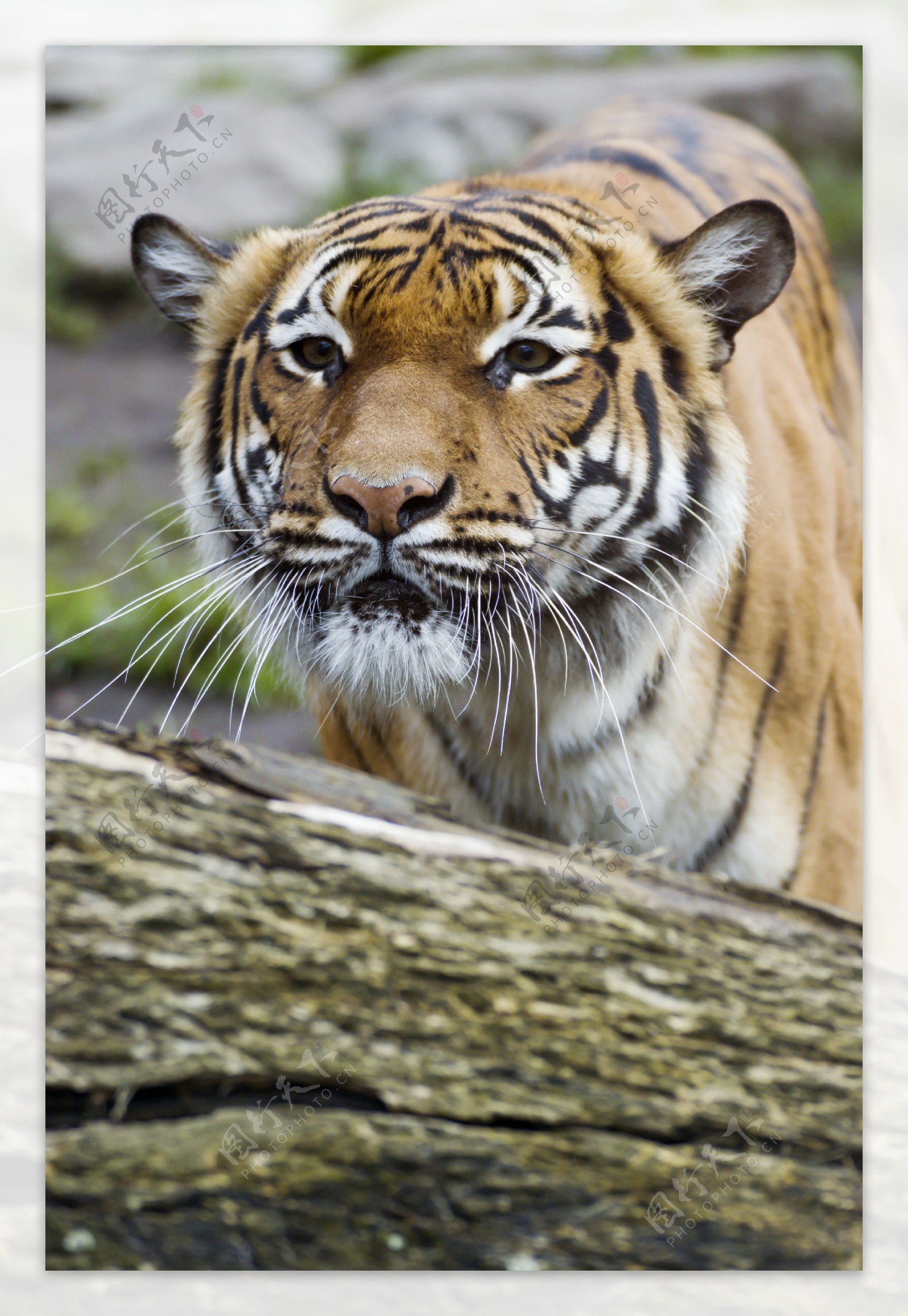 凶猛的老虎动物高清图片
