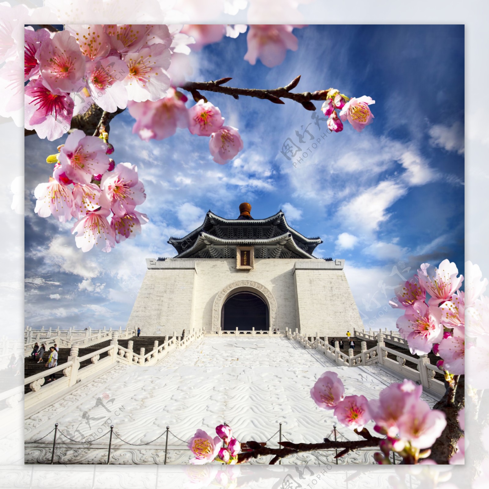 台湾樱花风景图片