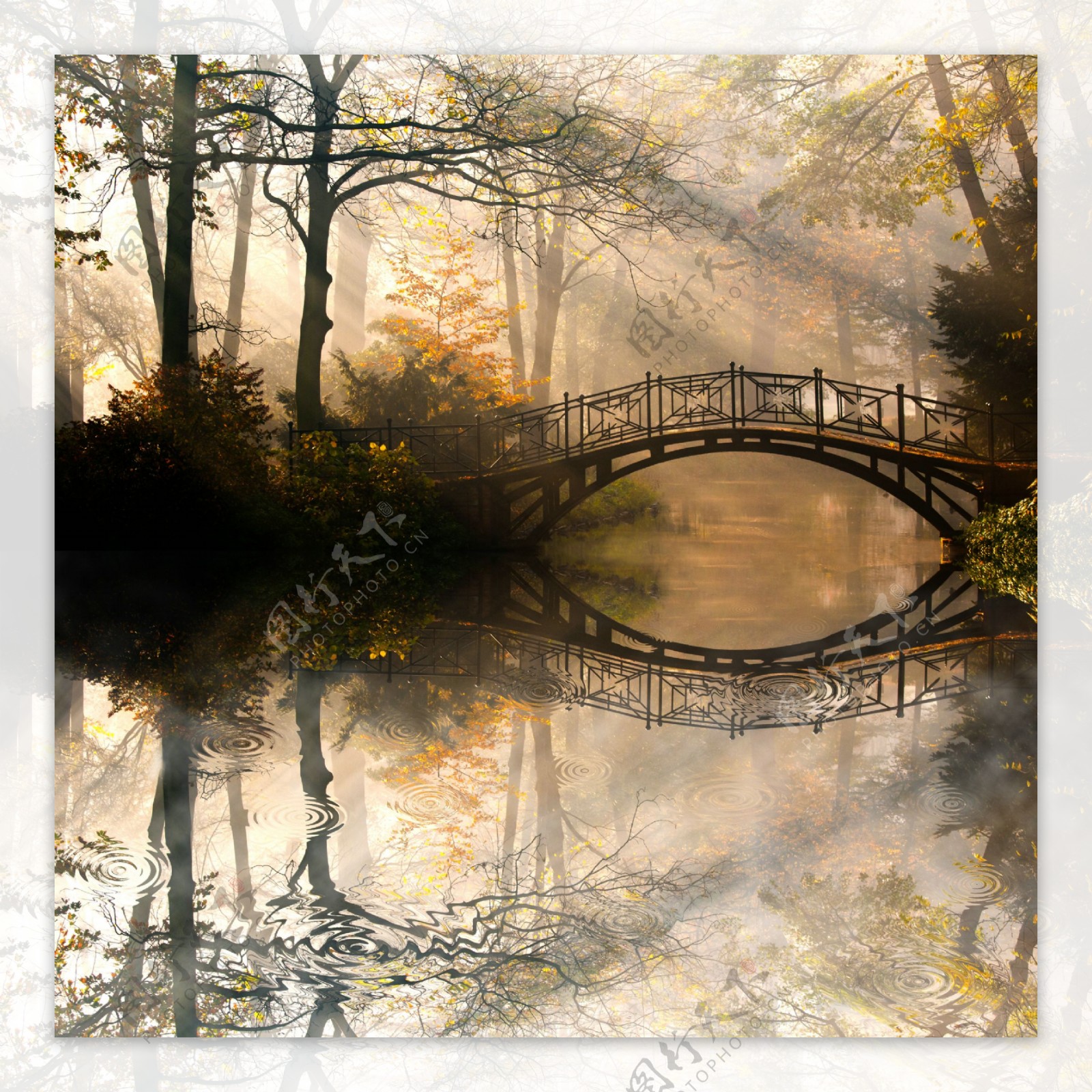 树林里的小桥图片