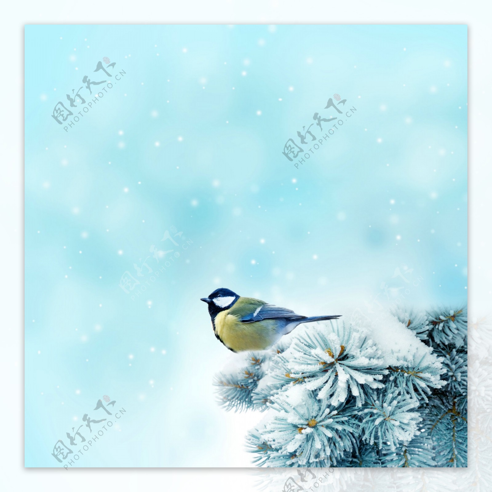 冬季雪景图片松枝上的黄鹂冬季雪景高清图片素材