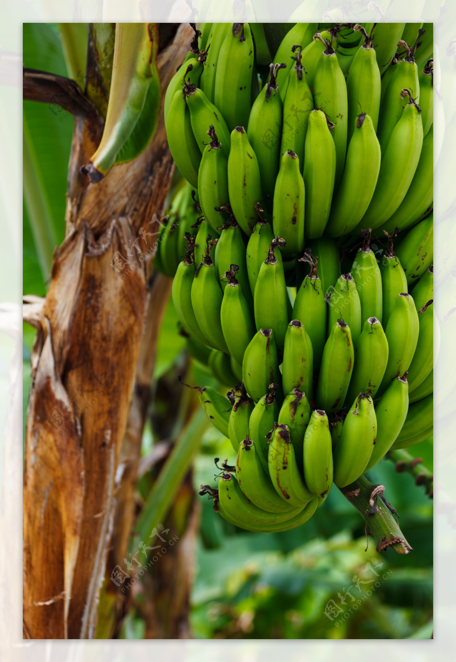 热带水果香蕉