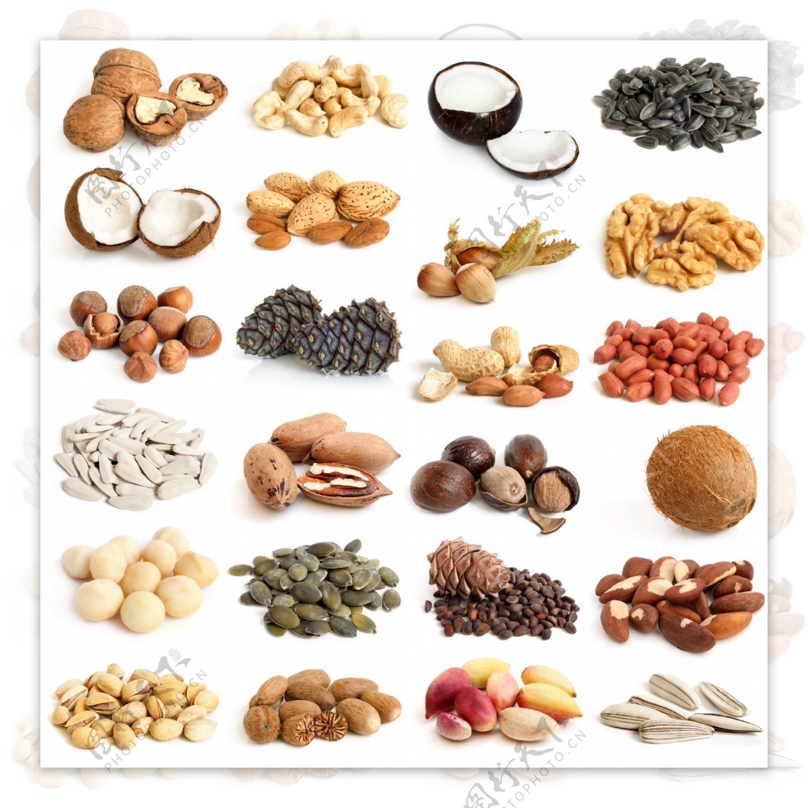 不同坚果品种分类图片