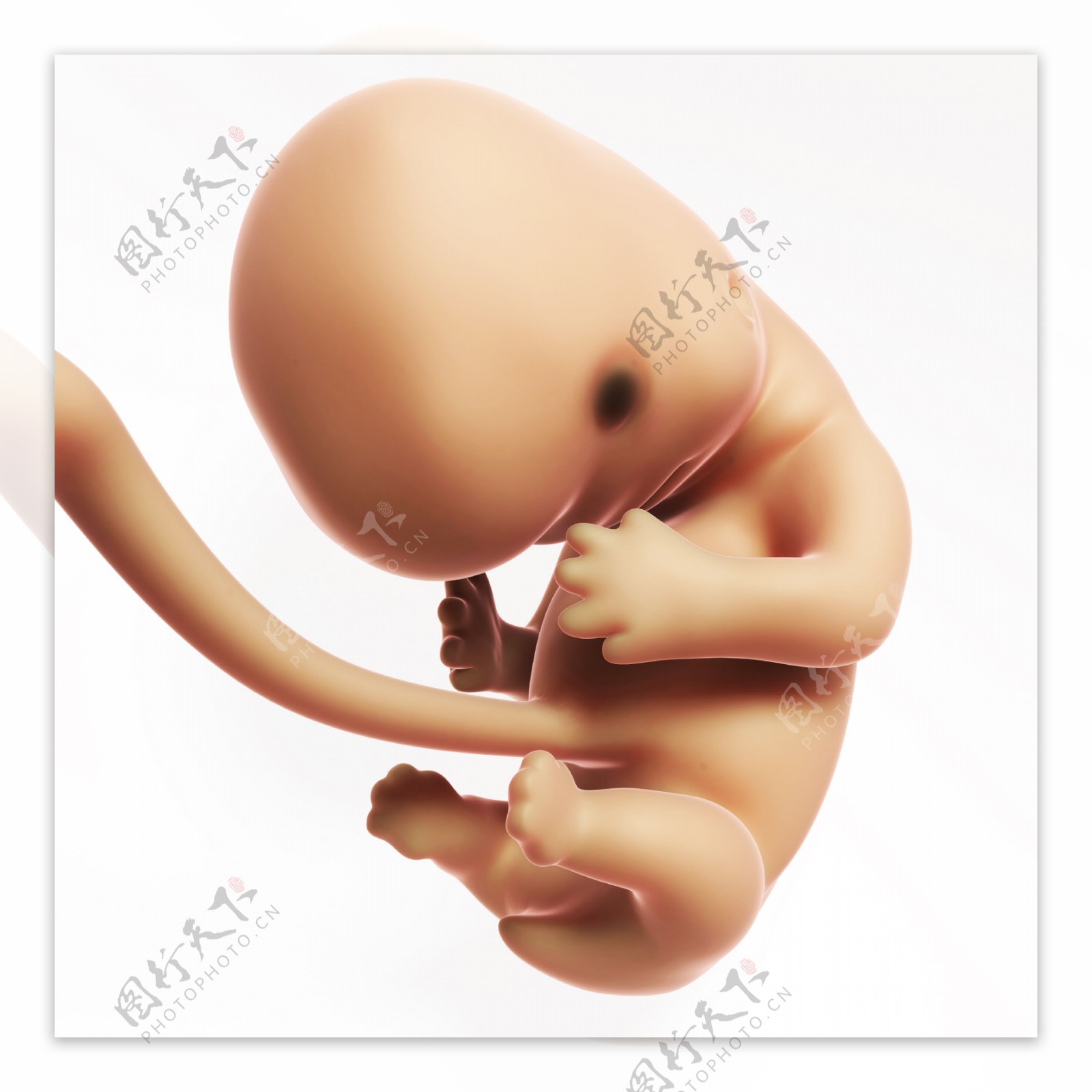胚胎发育模型图片
