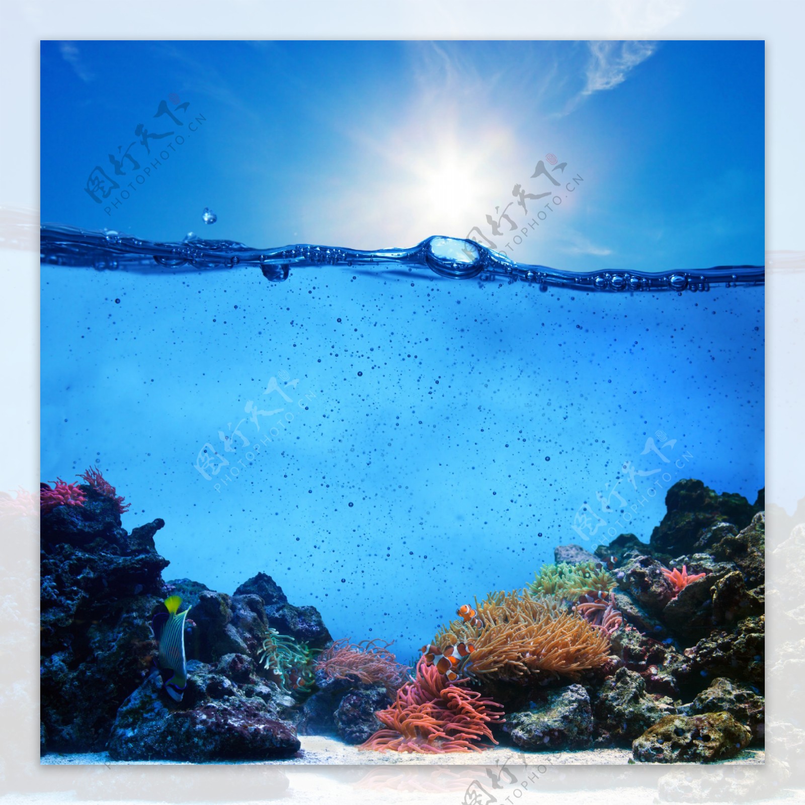 壁纸 海底世界的珊瑚 1920x1200 HD 高清壁纸, 图片, 照片