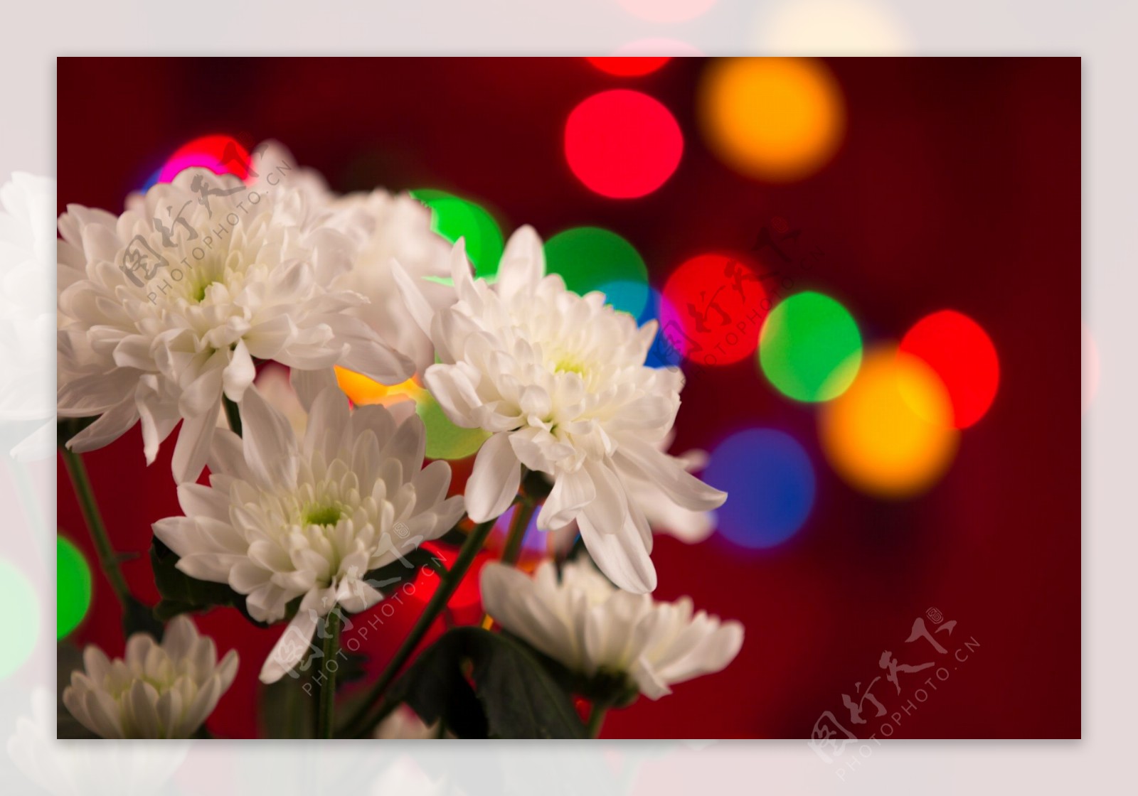 白色菊花花卉图片