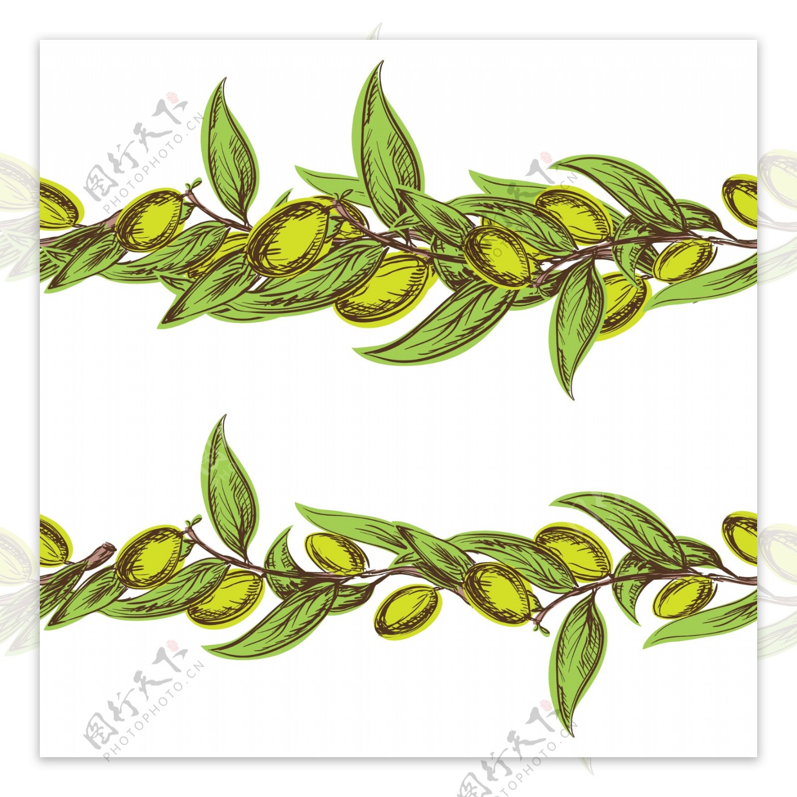 枝条上的橄榄和绿叶