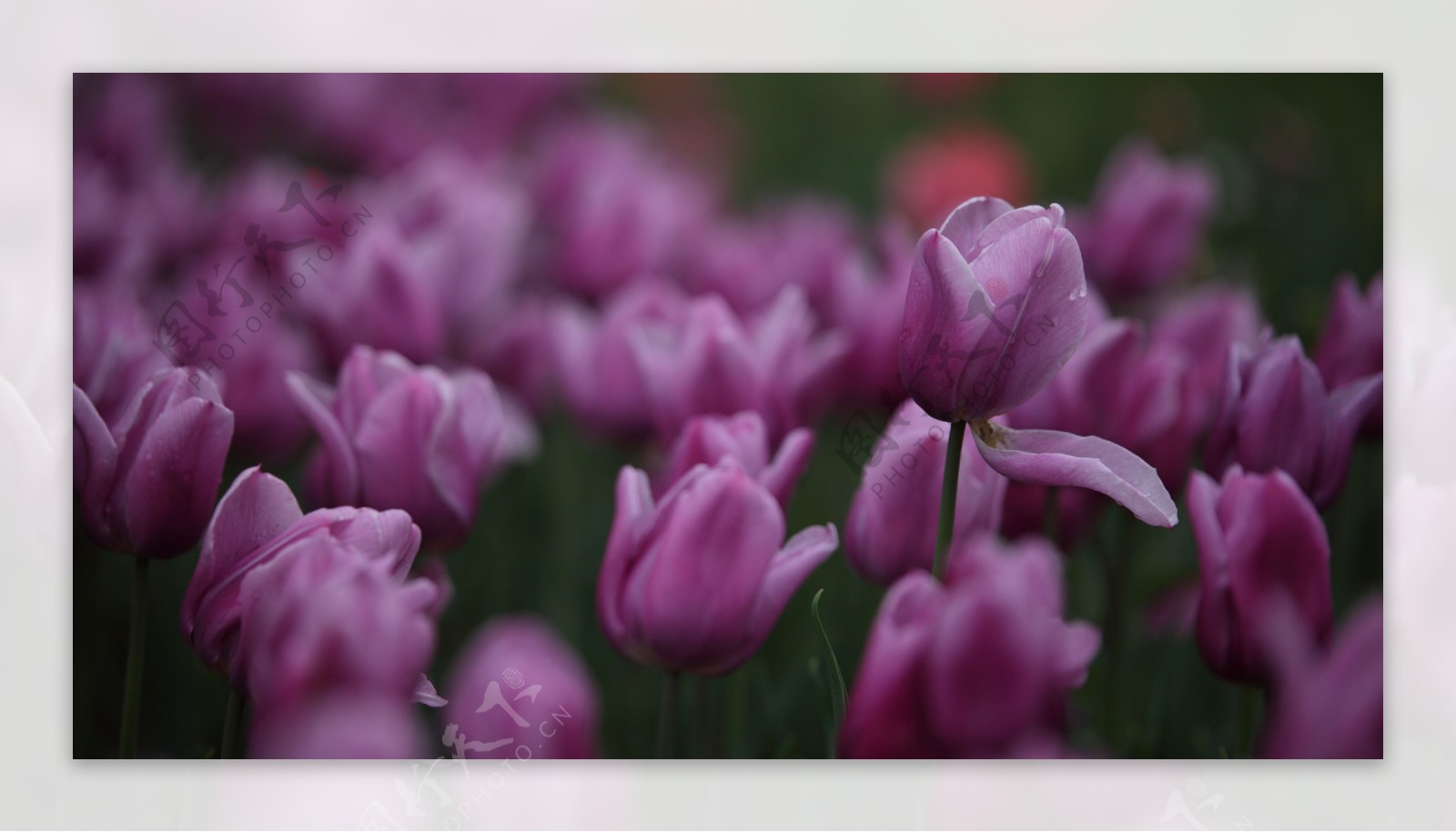 郁金香花卉