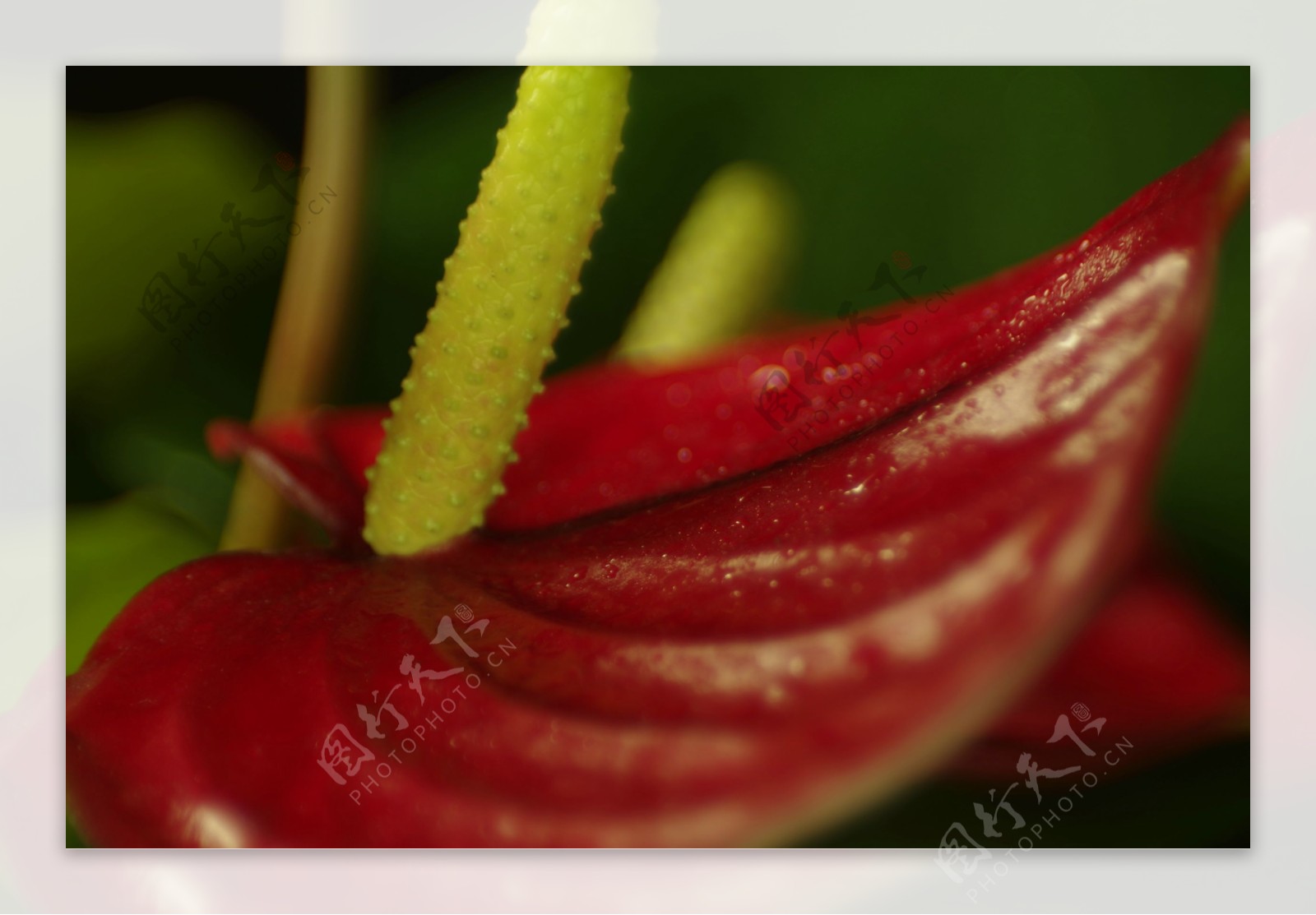 红掌花