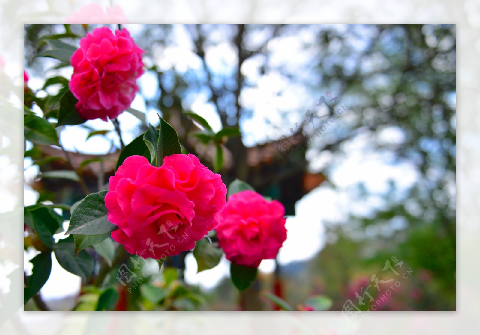 美丽山茶花