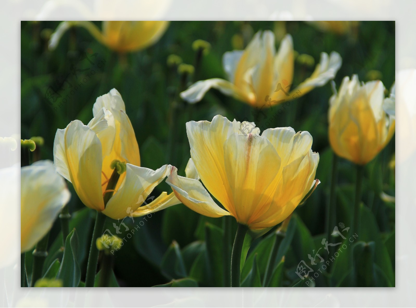 鲜艳郁金香花卉