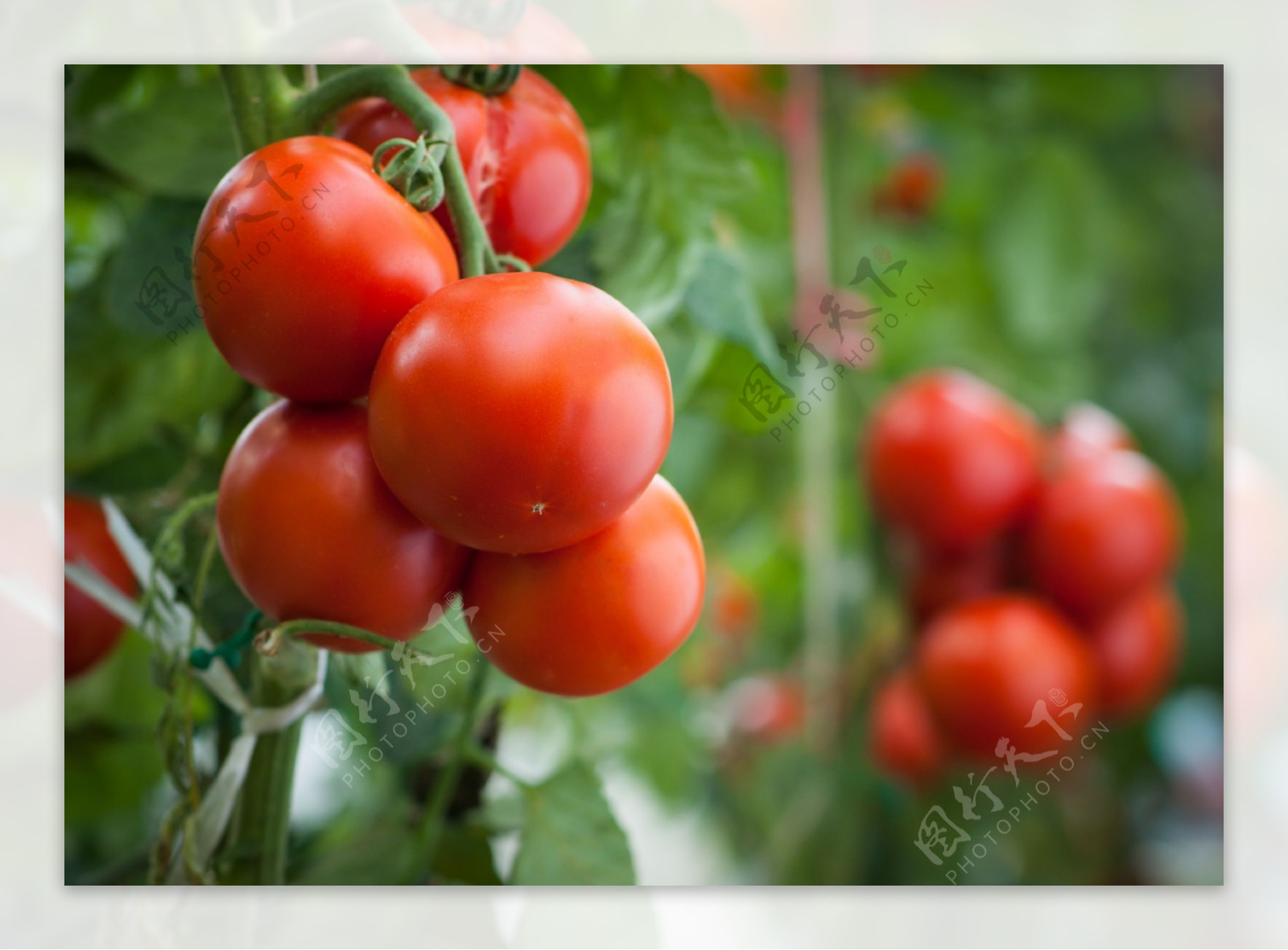 丰收的西红柿图片