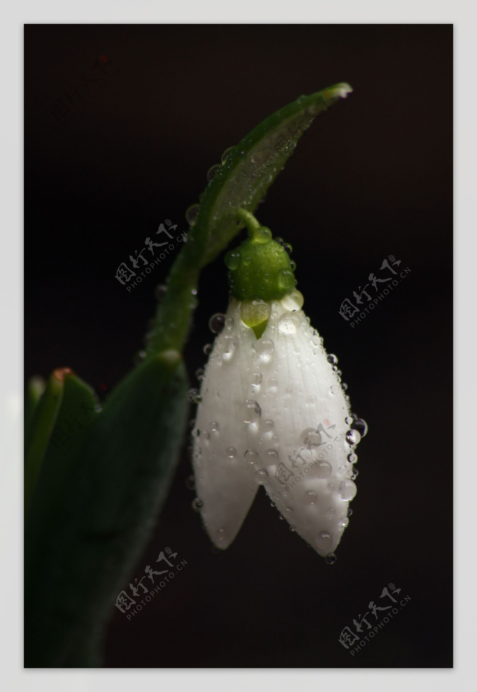 有水滴雪花莲