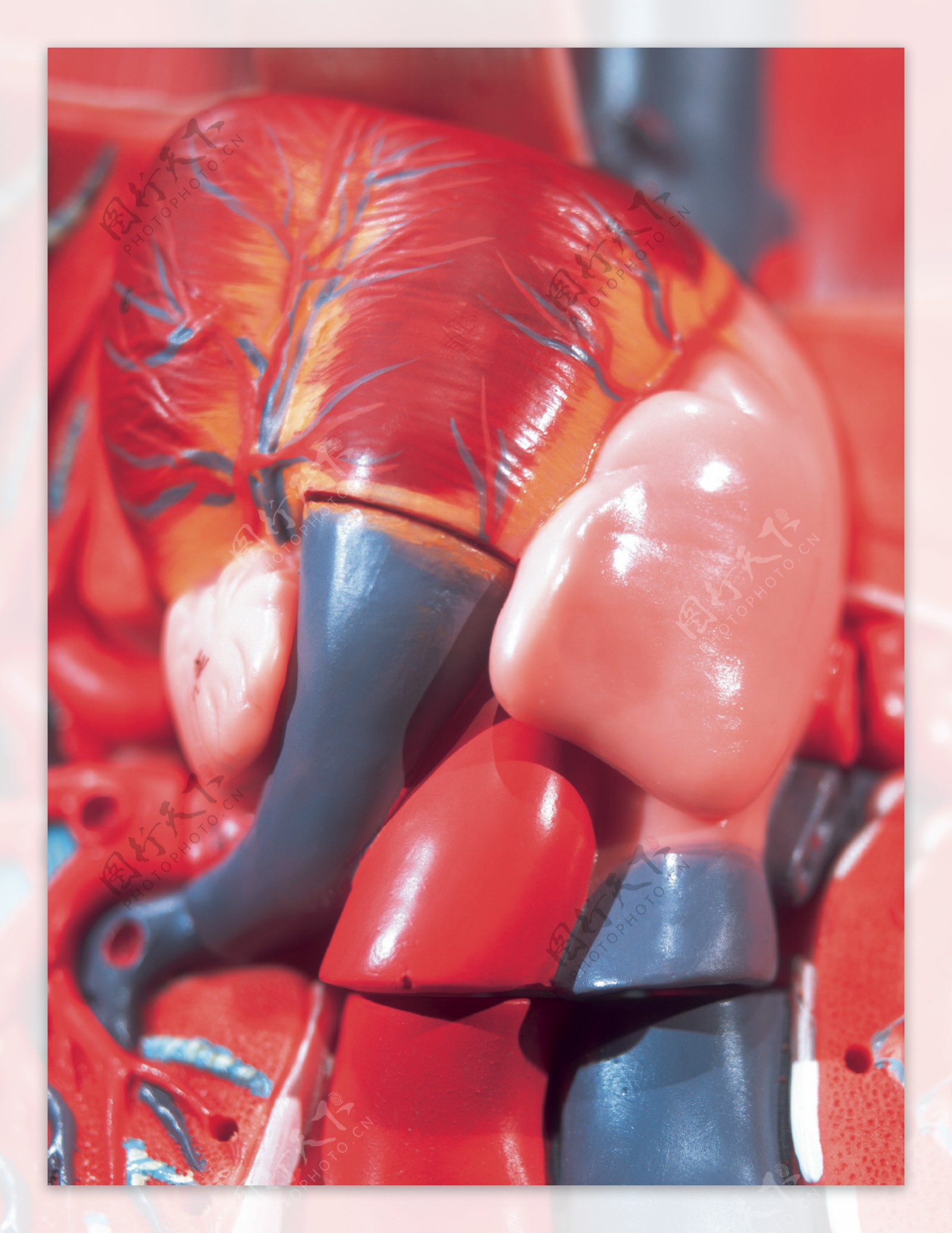 人体器官模型079