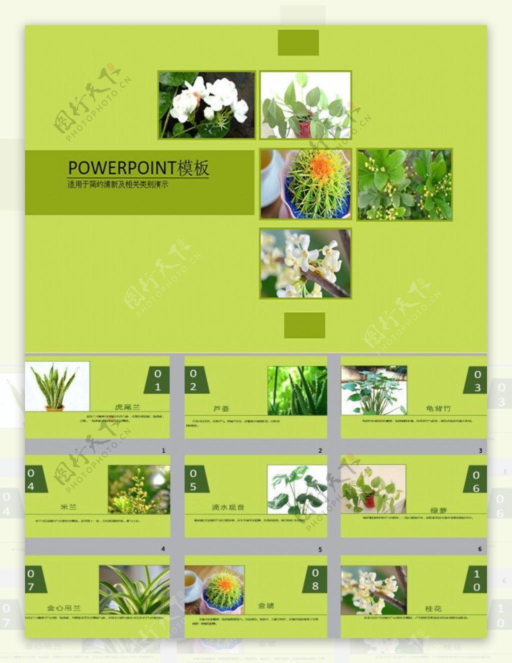 盆栽植物PPT模板