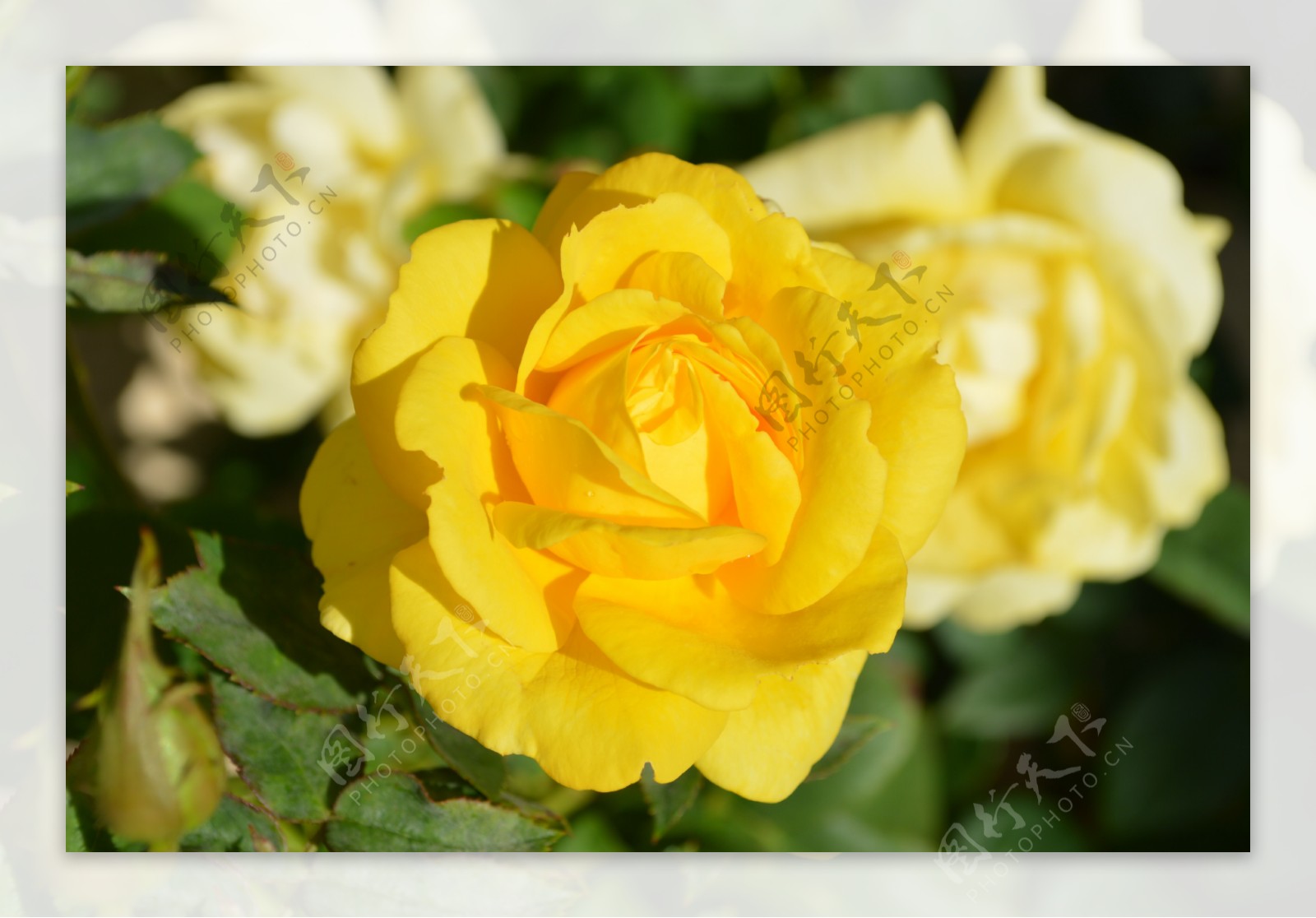 黄色玫瑰花高清图片