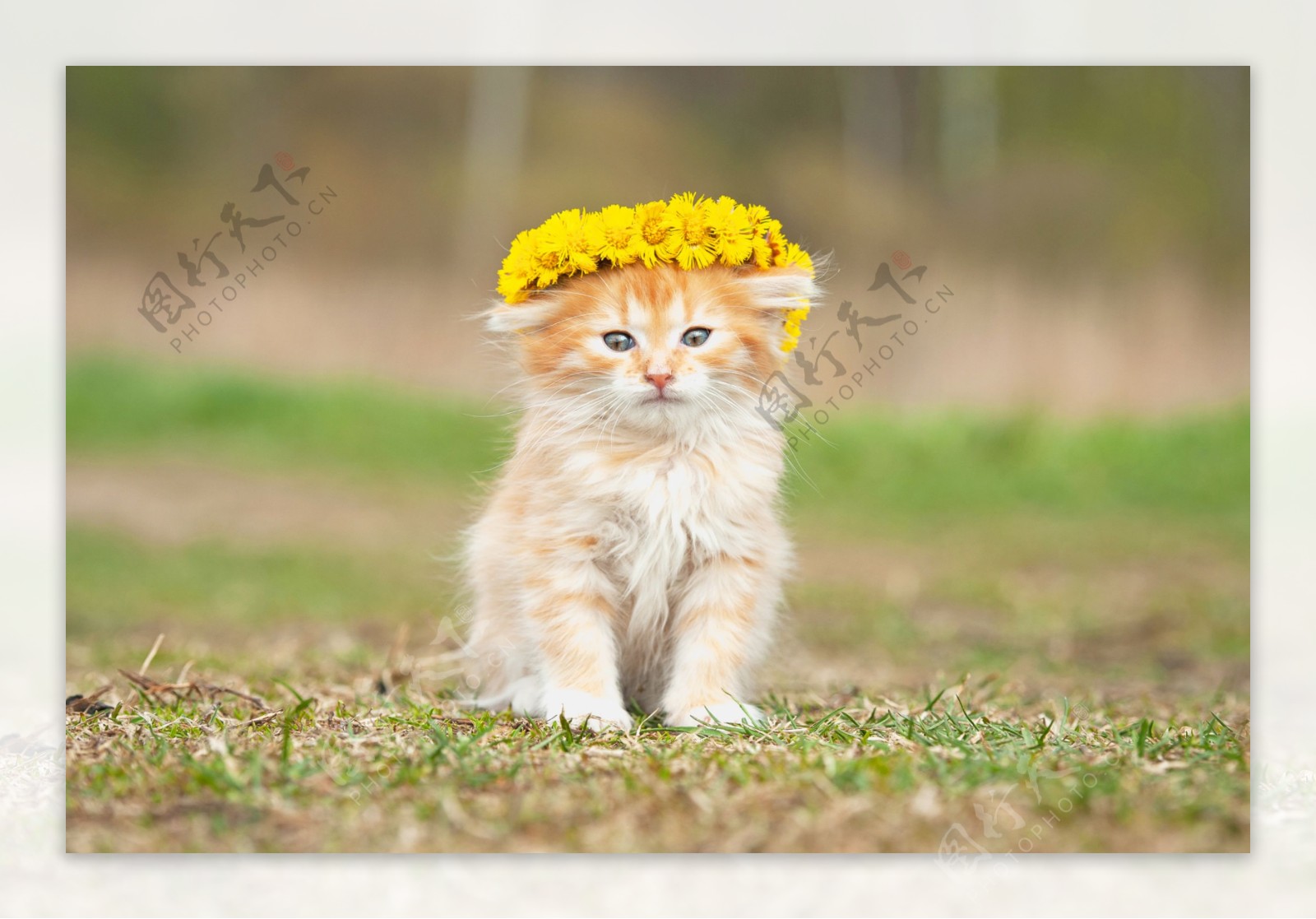 戴黄色花环的小猫