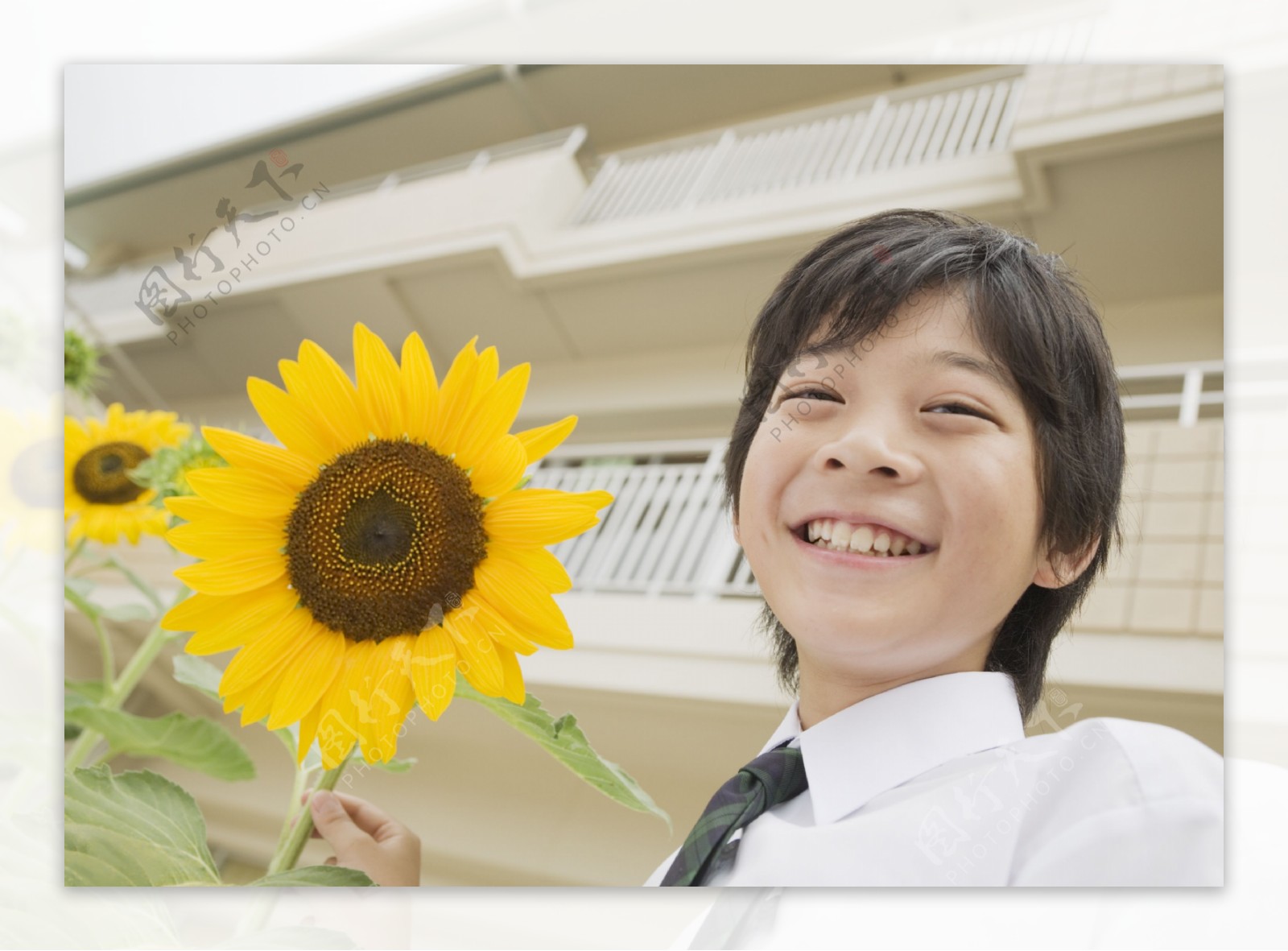 手拿葵花的小男孩图片