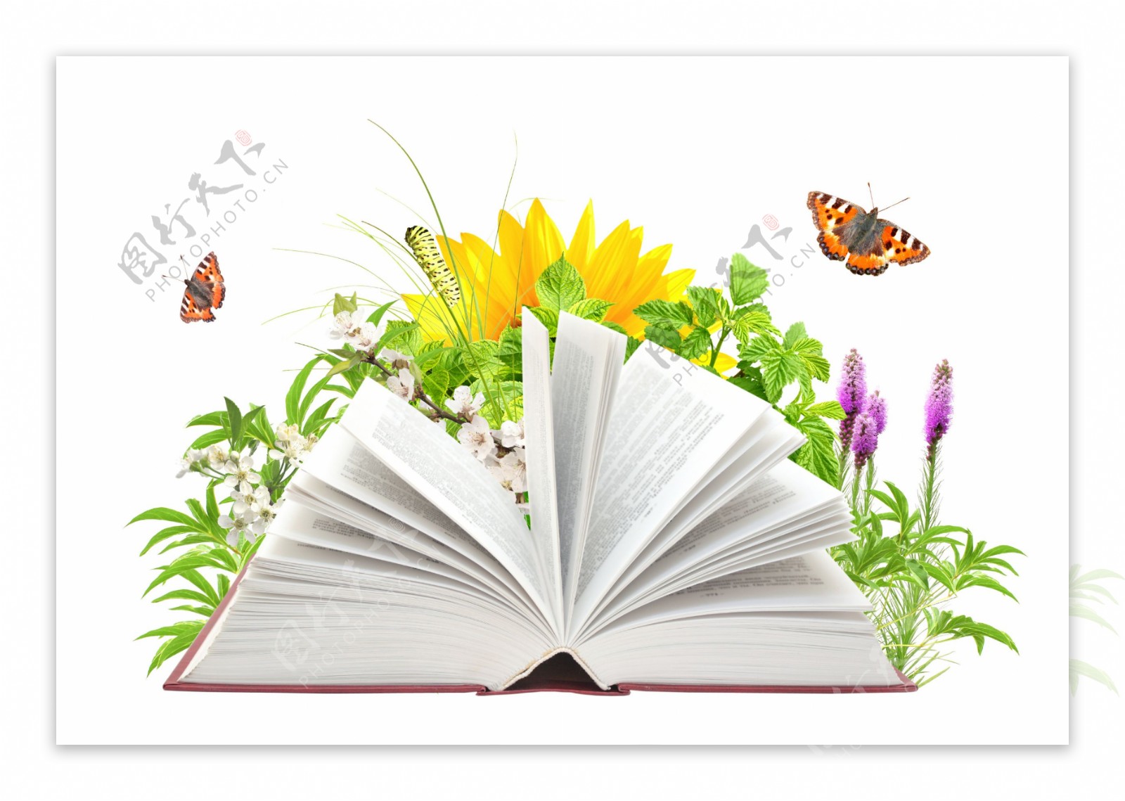 书本与鲜花蝴蝶图片