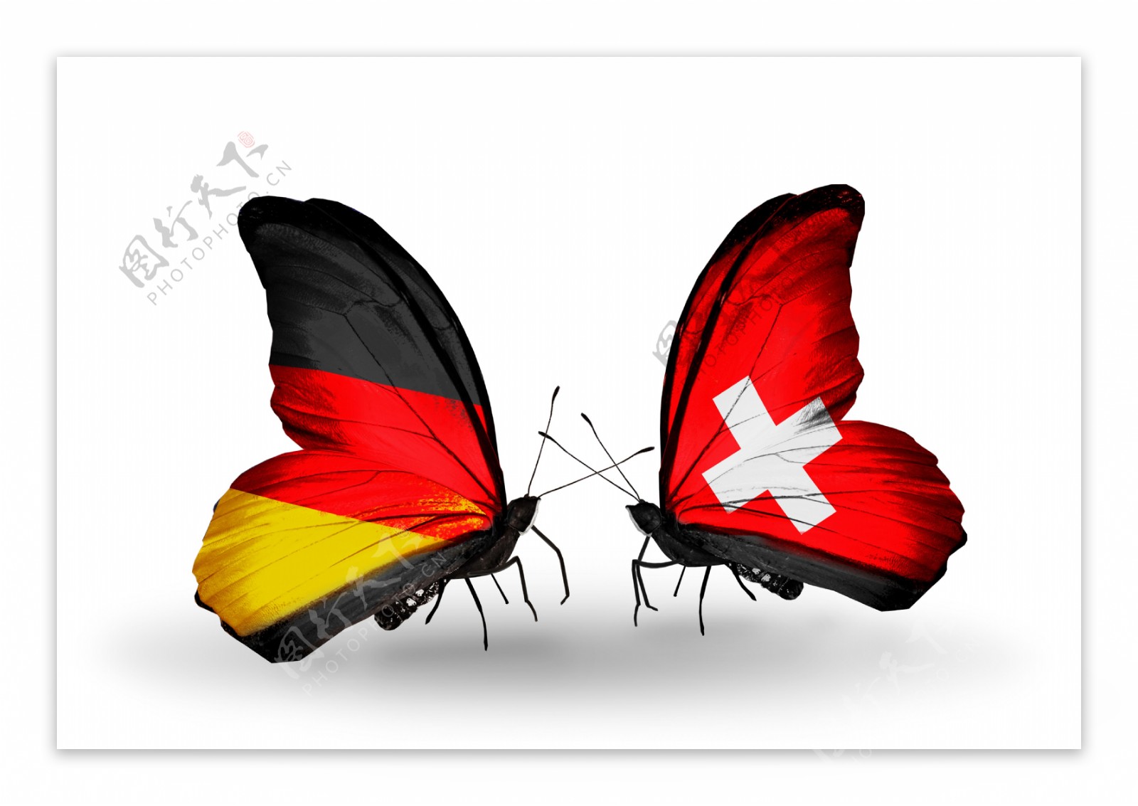 瑞士蝴蝶国旗图片
