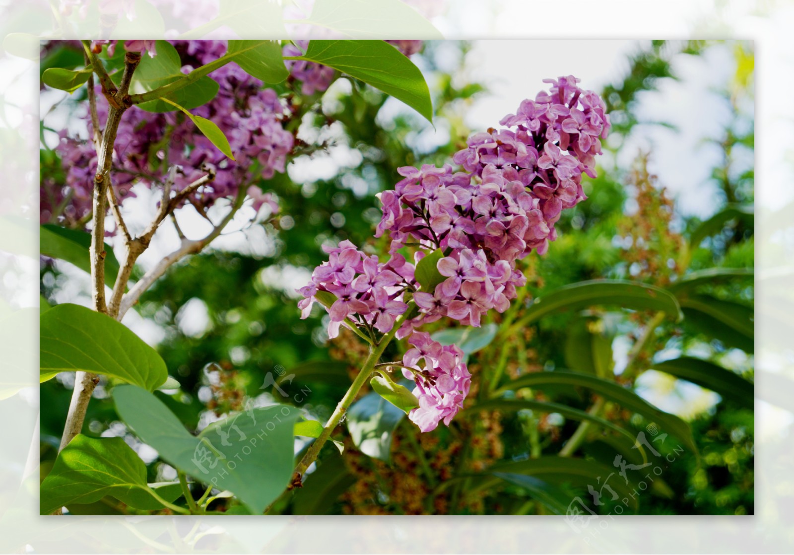 美丽的紫色丁香花图片