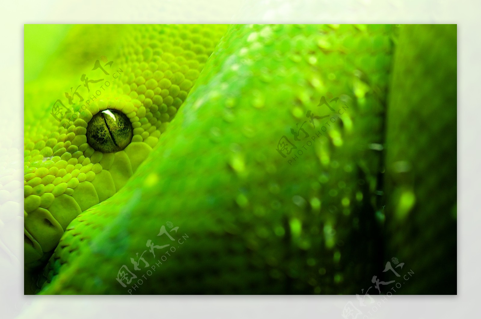 绿色大蟒蛇图片
