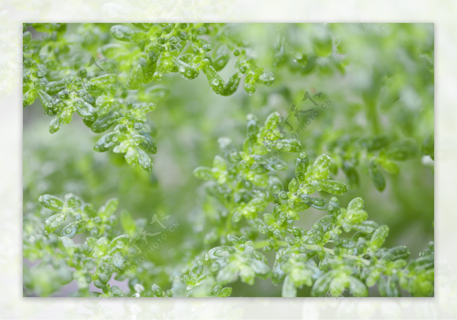 绿色植物