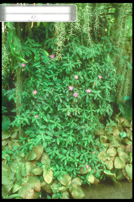 自然花树叶花朵花瓣花草